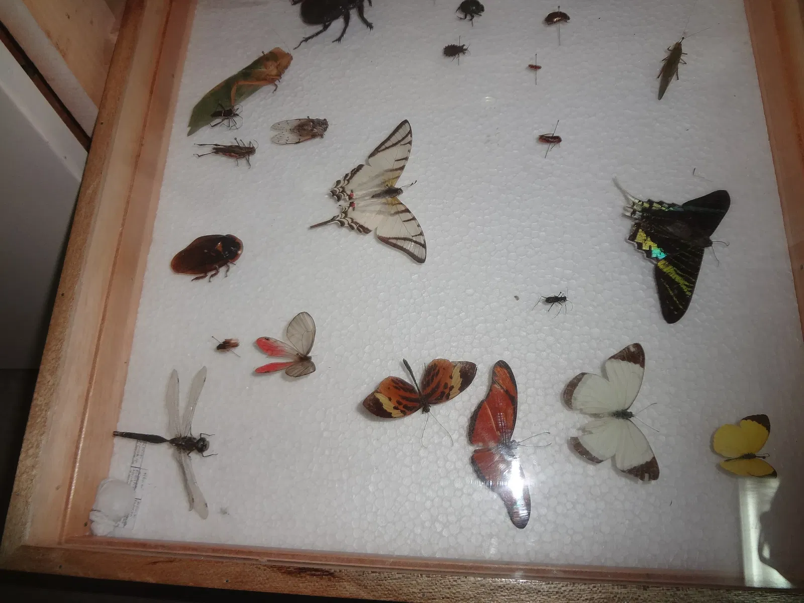 Gustavo Orcés V. Natural History Museum