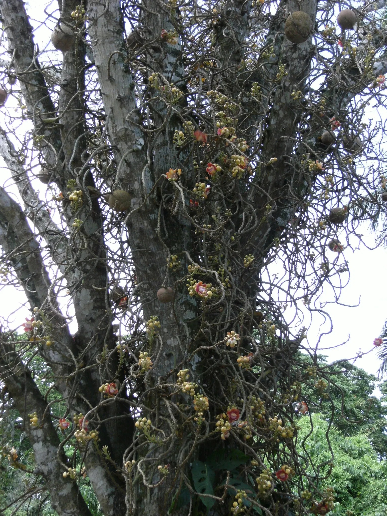 Zoológico de Paramaribo