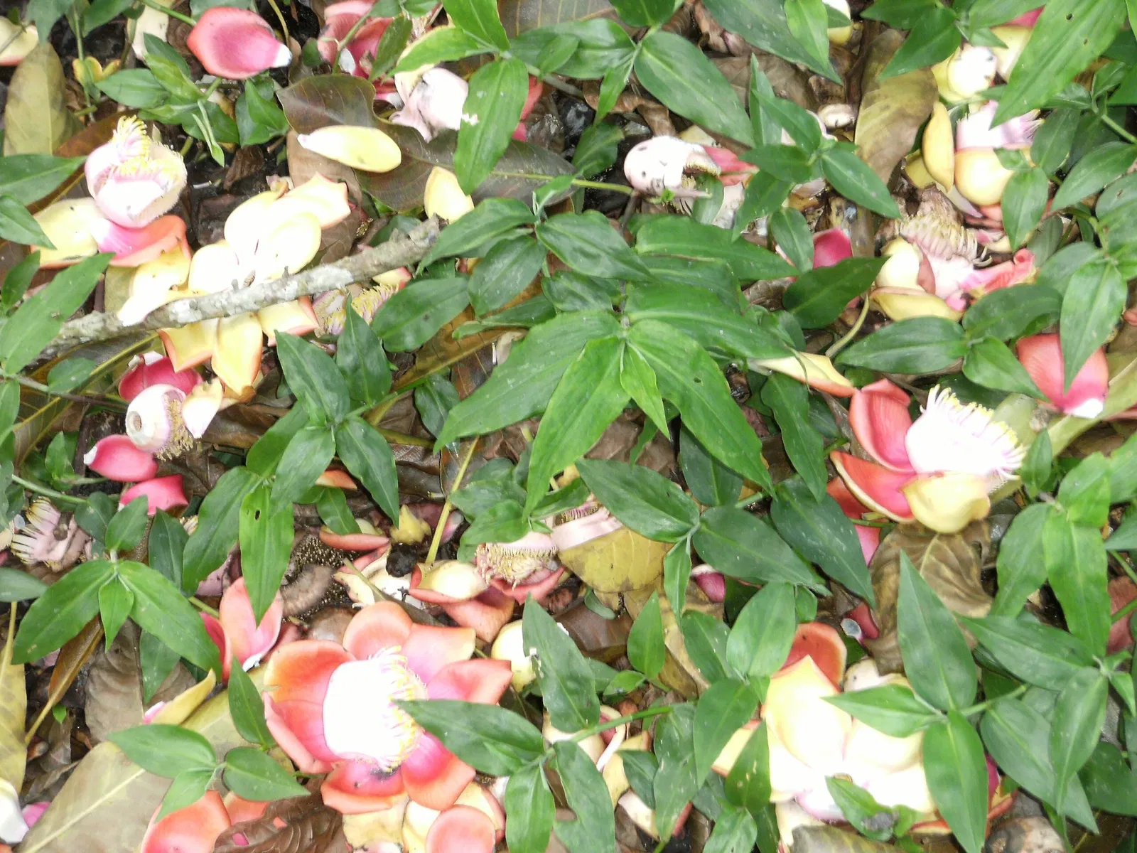 Zoológico de Paramaribo