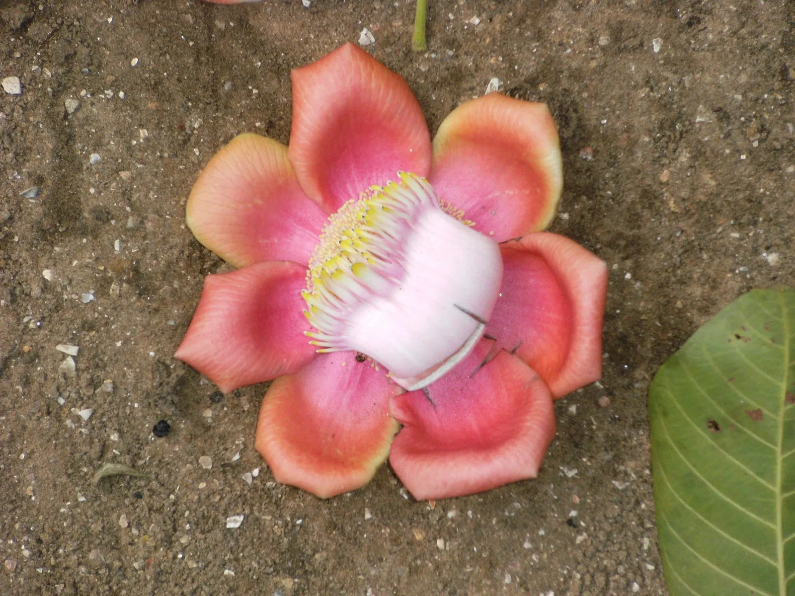 Zoológico de Paramaribo