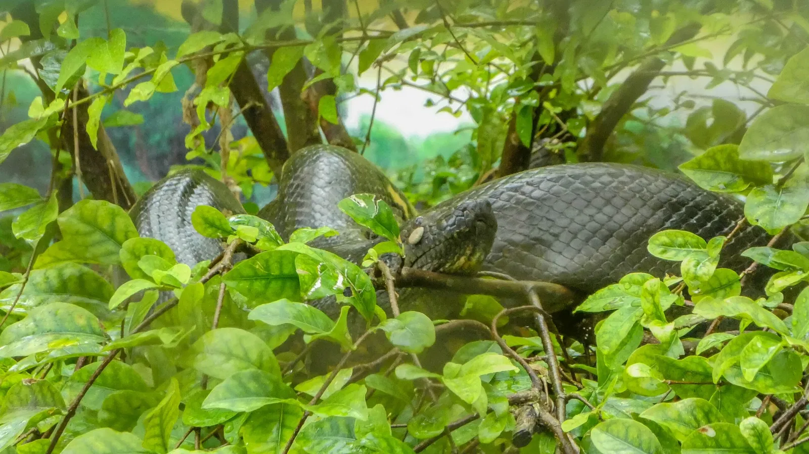 Zoológico de Paramaribo
