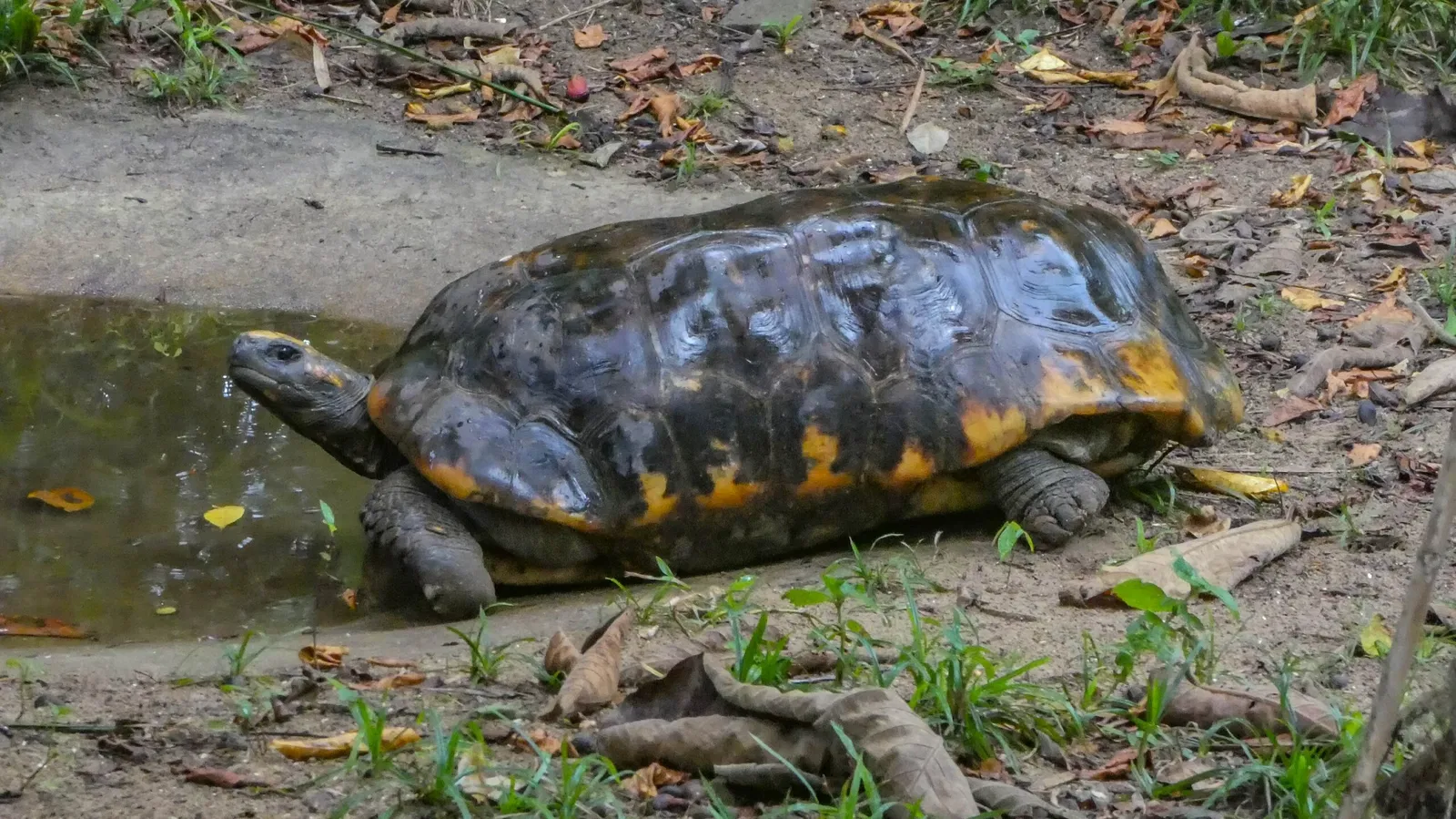 Zoológico de Paramaribo