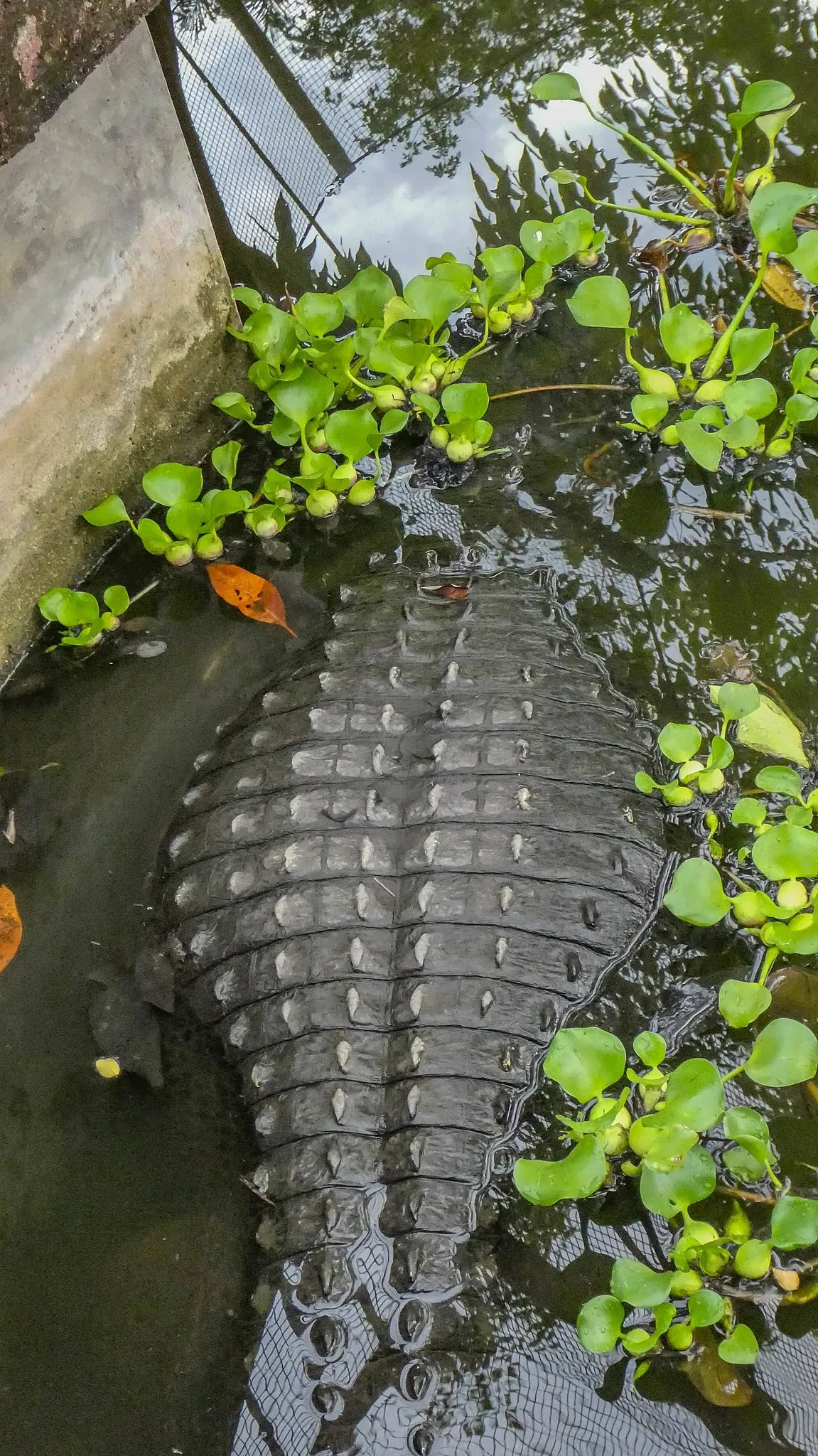 Zoológico de Paramaribo