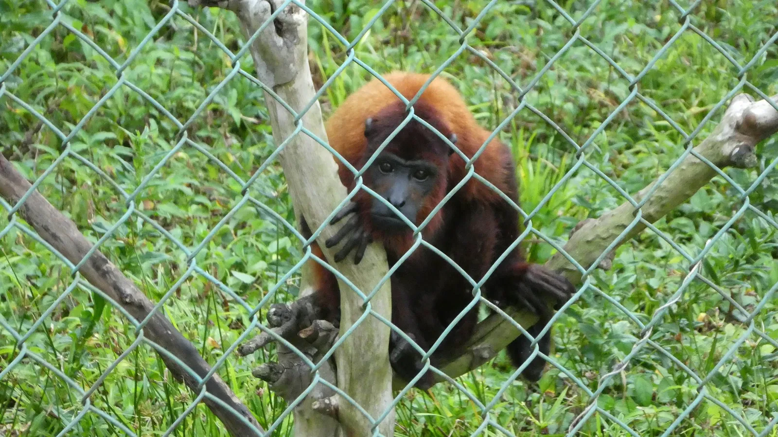 Zoológico de Paramaribo