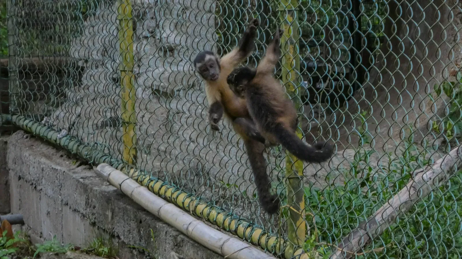 Zoológico de Paramaribo