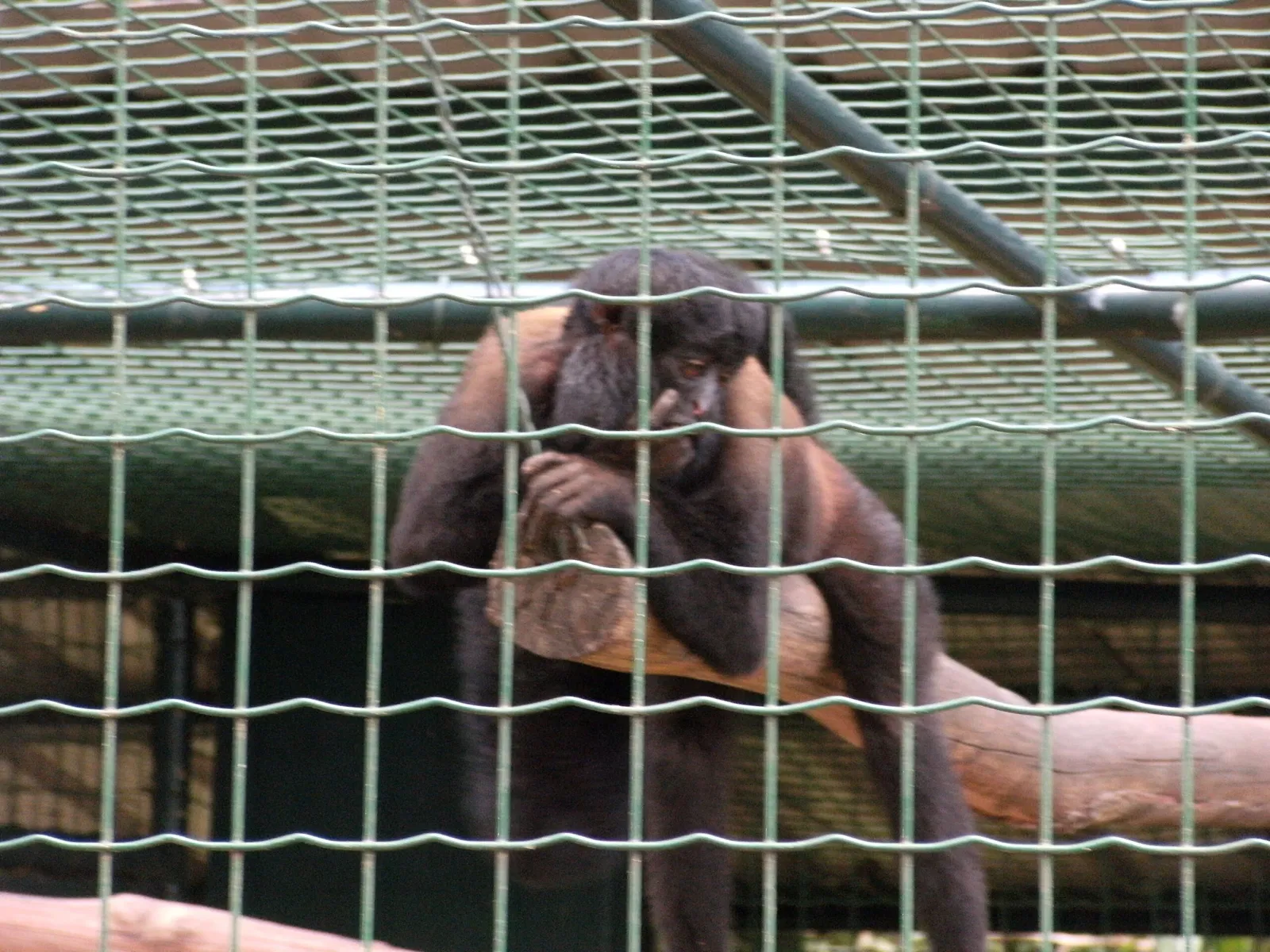 Zoológico de Paramaribo