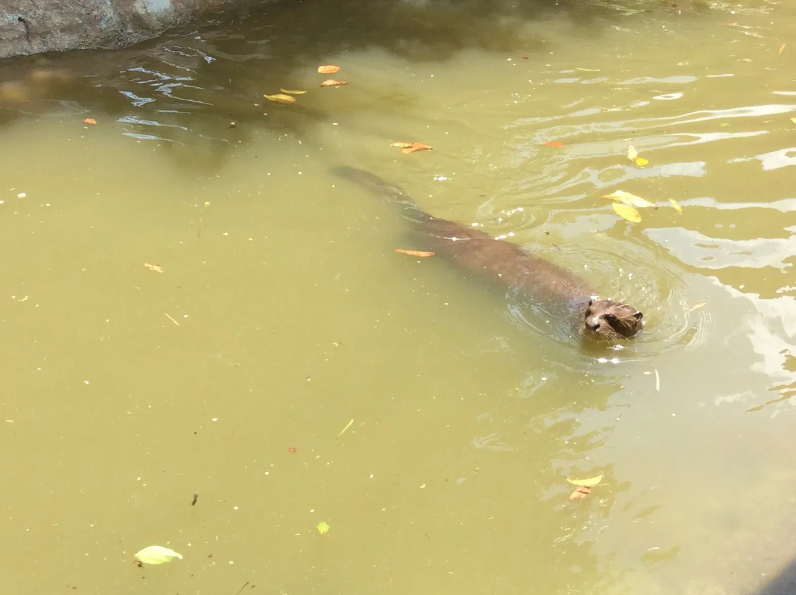 Zoológico de Paramaribo