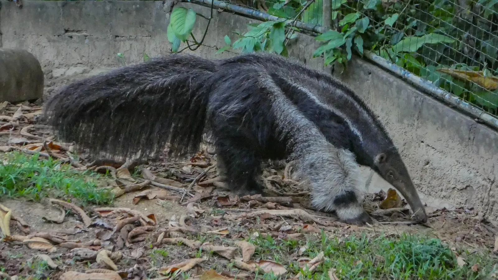 Zoológico de Paramaribo
