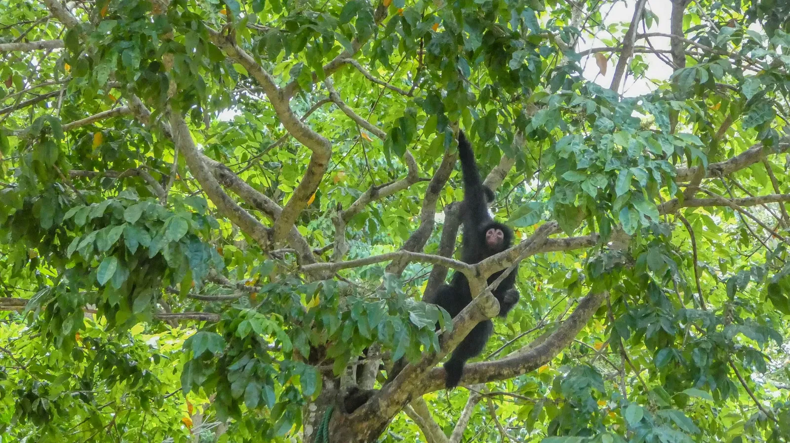Zoológico de Paramaribo