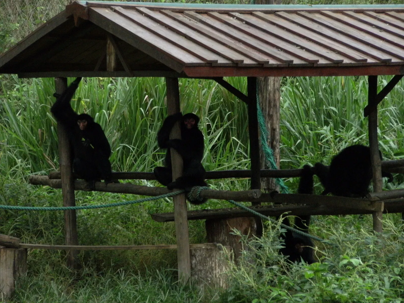 Zoológico de Paramaribo