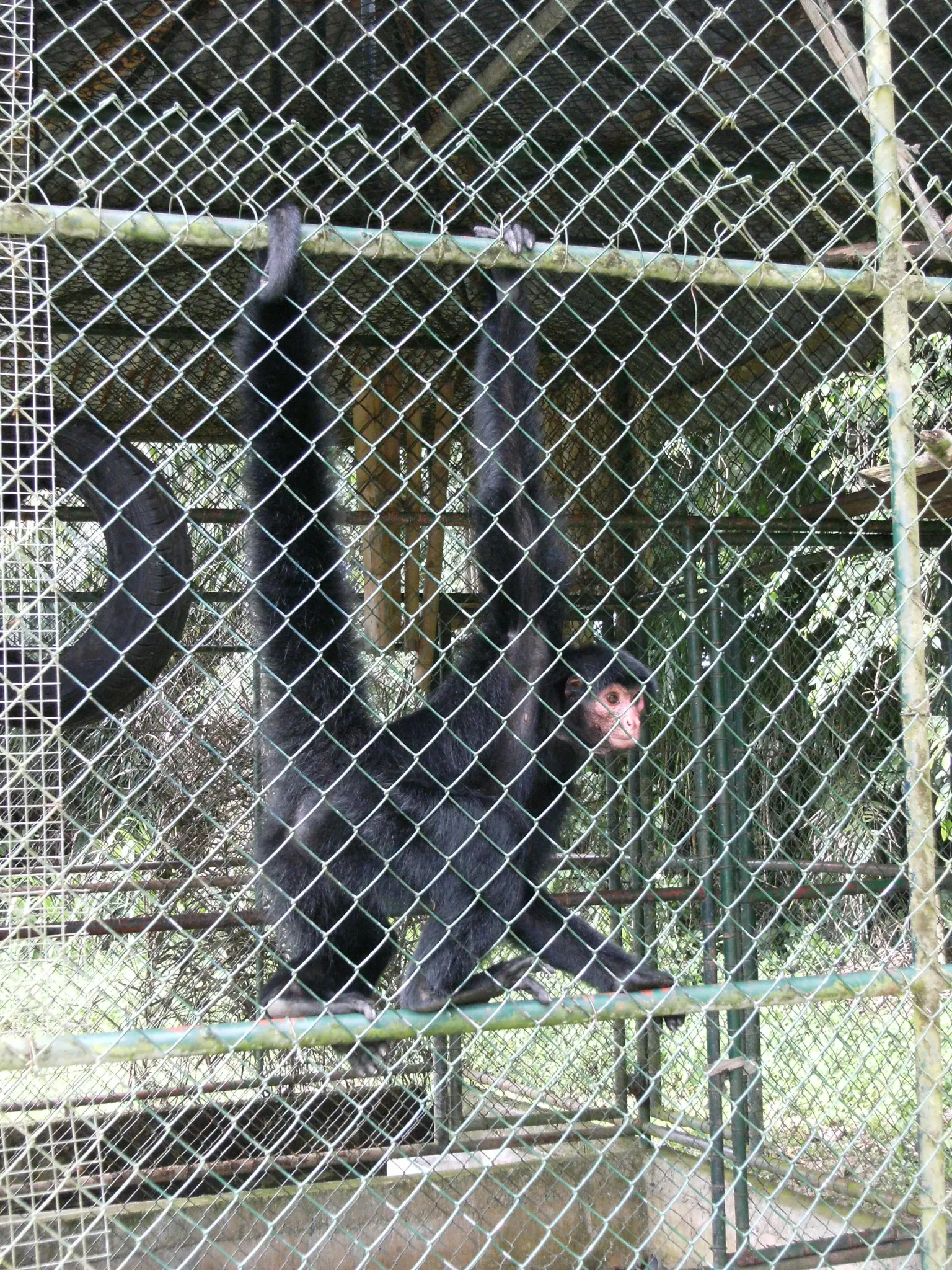 Zoológico de Paramaribo