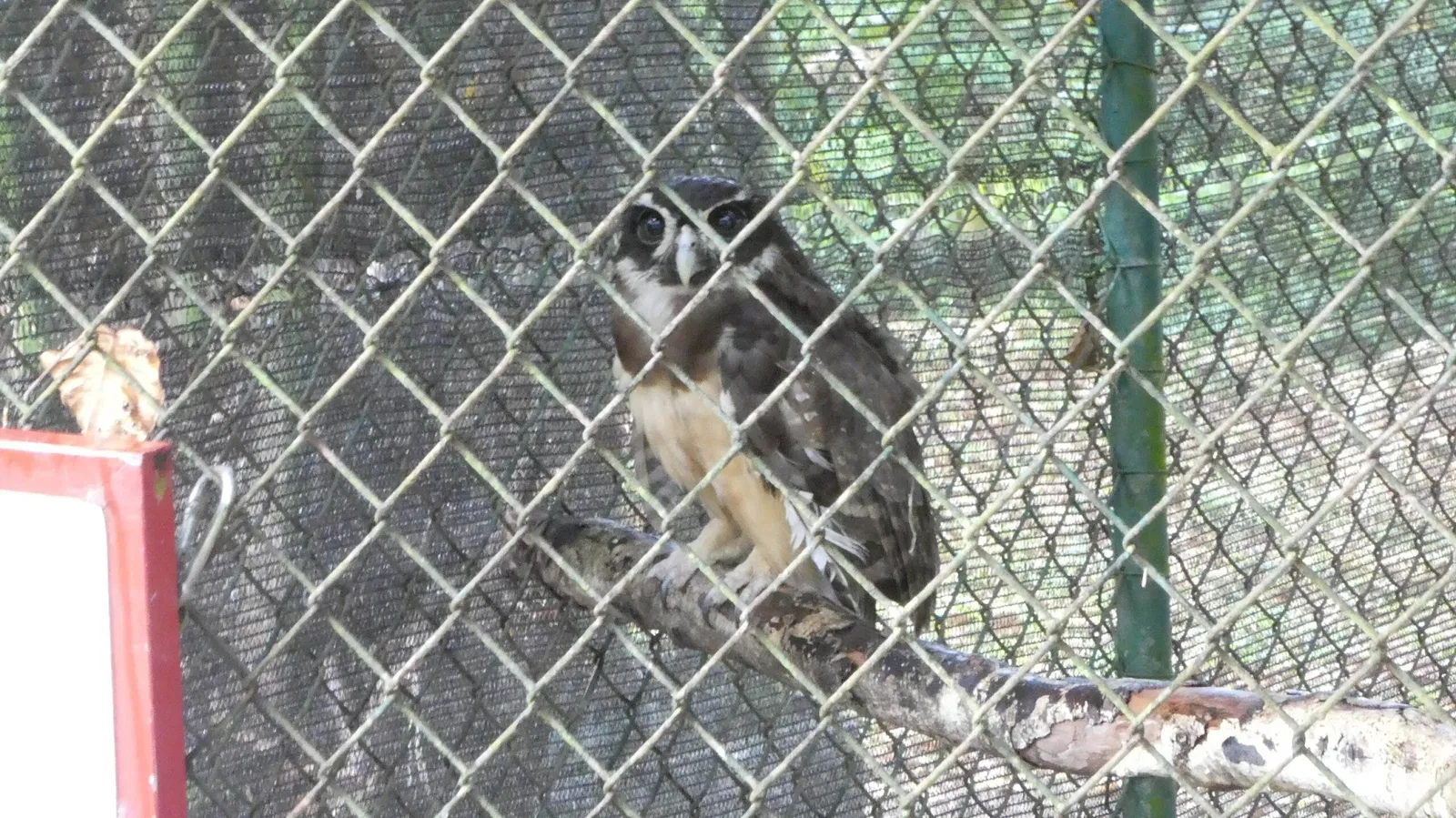 Zoológico de Paramaribo