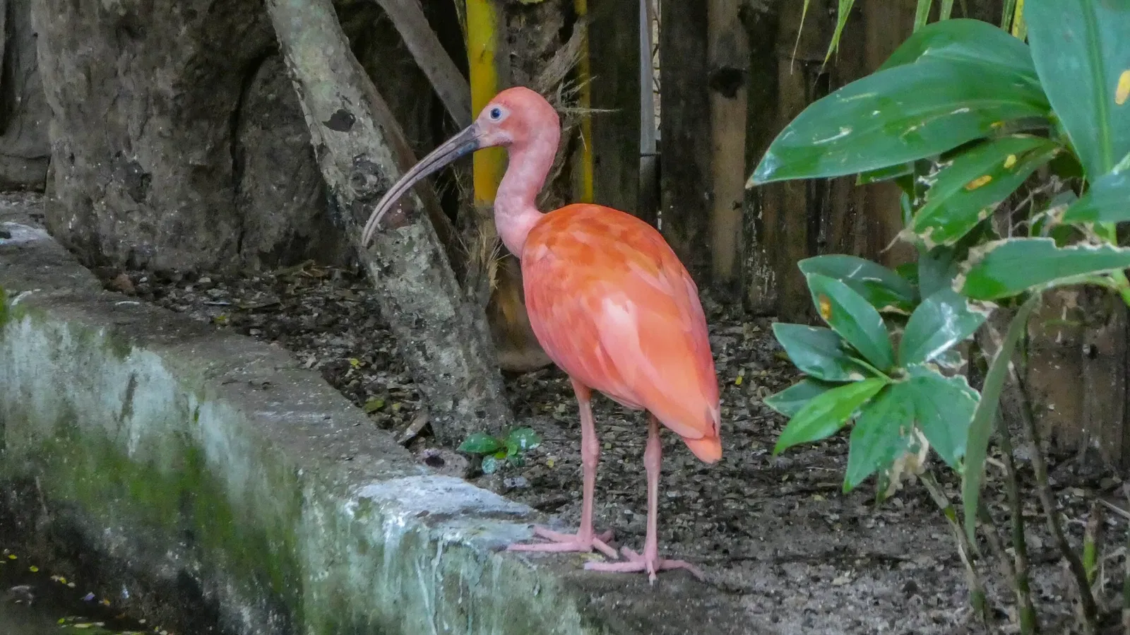 Zoológico de Paramaribo