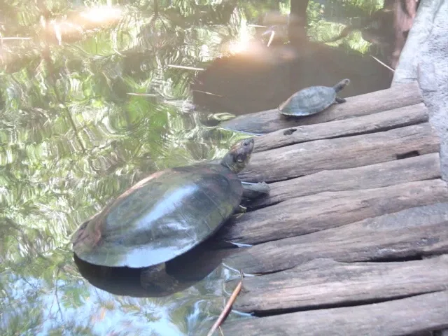 Bosque Rodrigues Alves