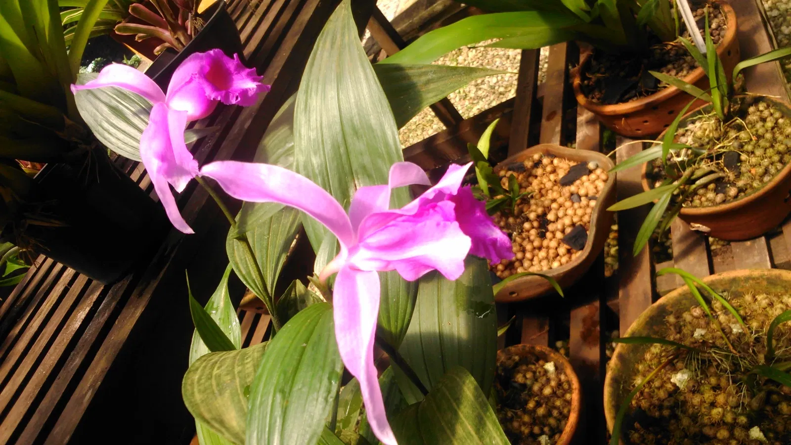 Bosque Rodrigues Alves