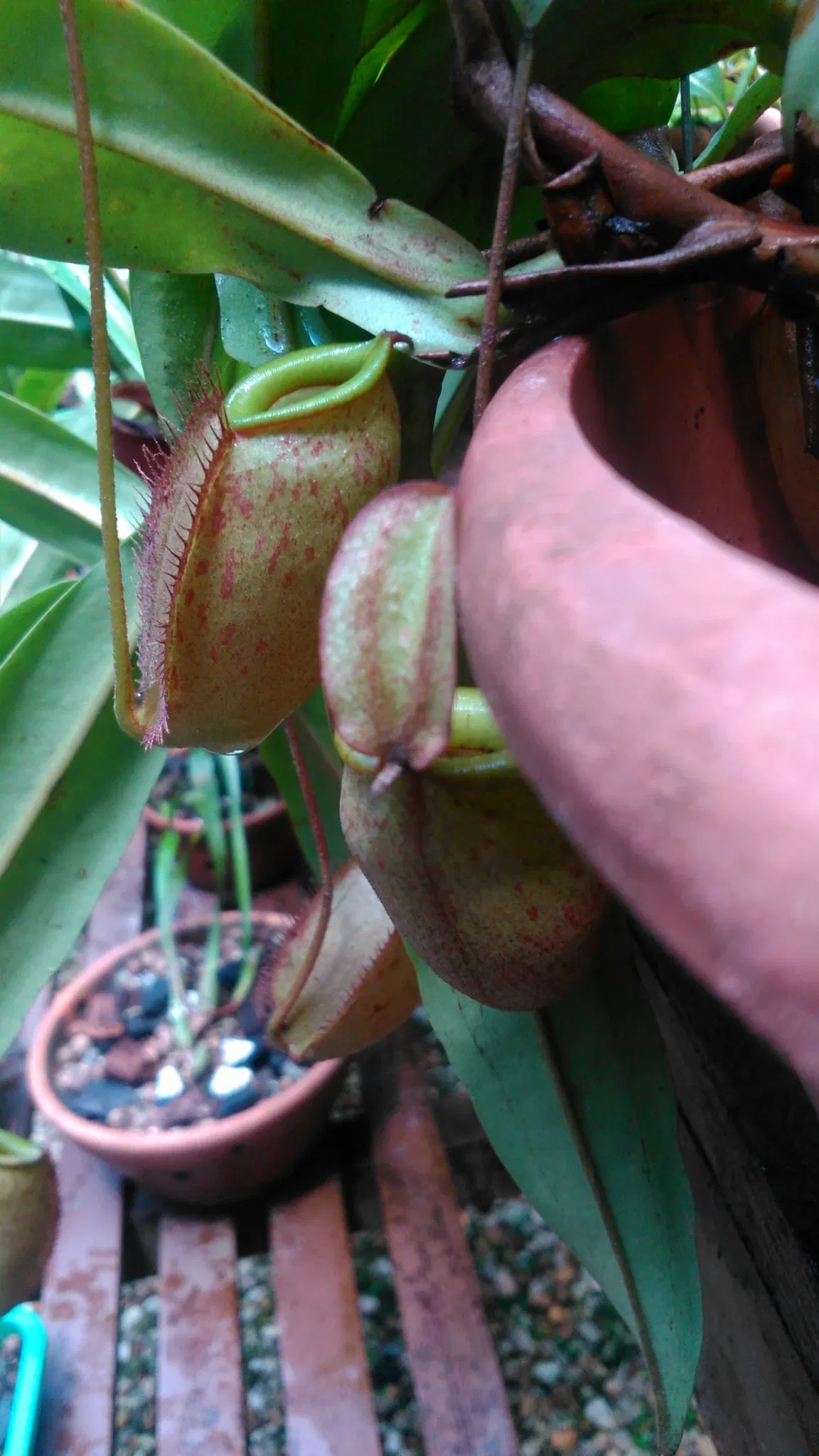 Bosque Rodrigues Alves