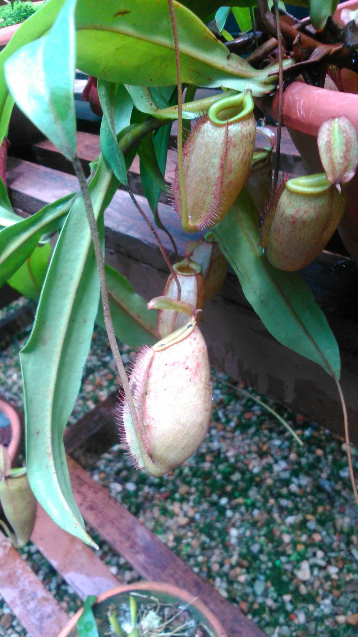 Bosque Rodrigues Alves