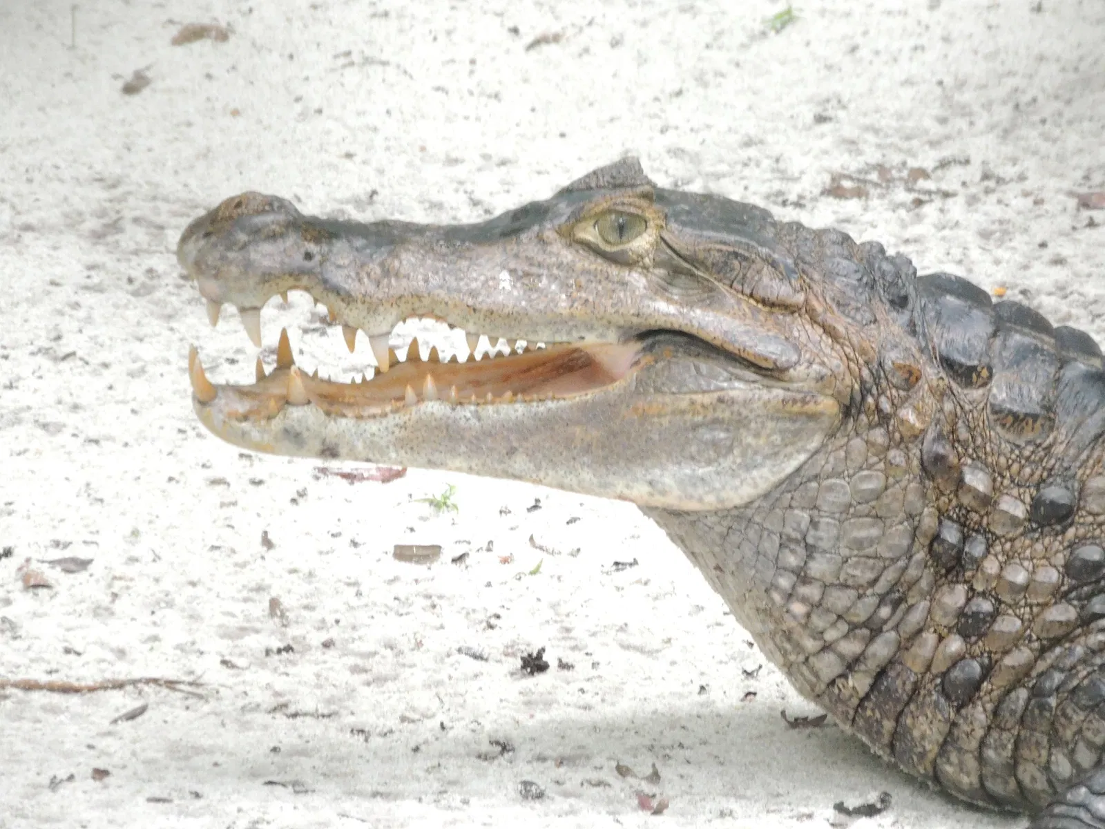 Bosque Rodrigues Alves