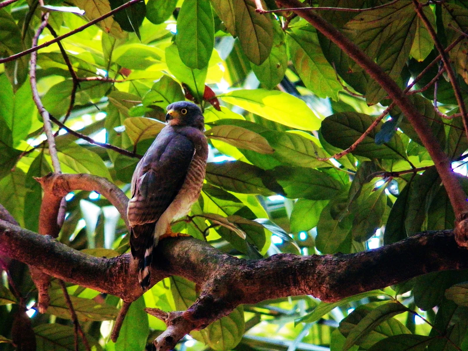 Bosque Rodrigues Alves