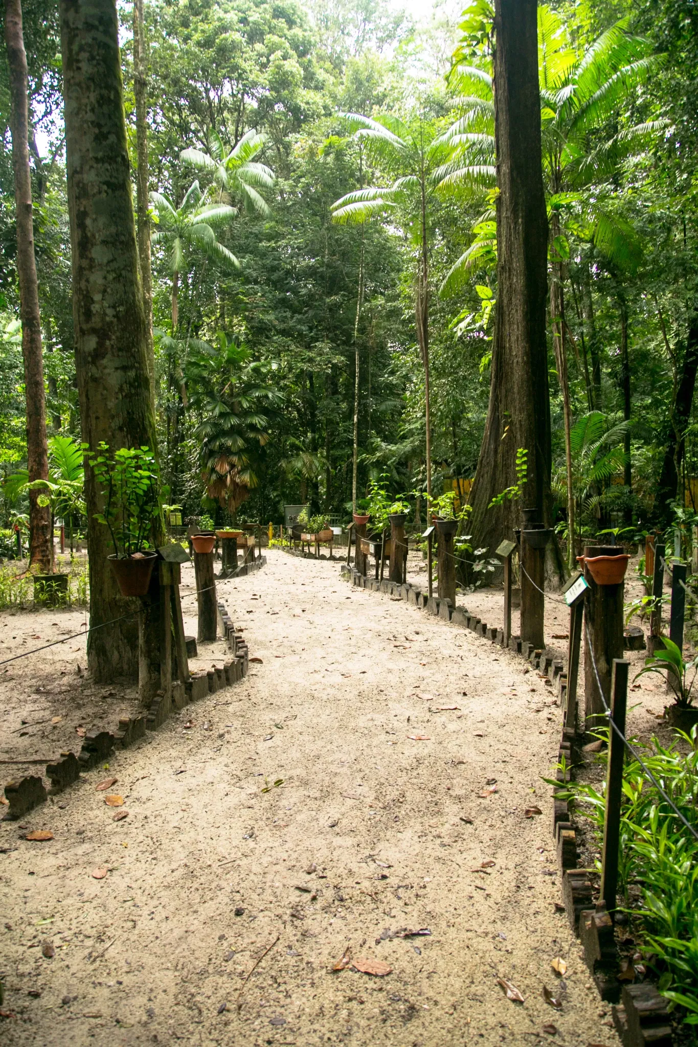 Bosque Rodrigues Alves