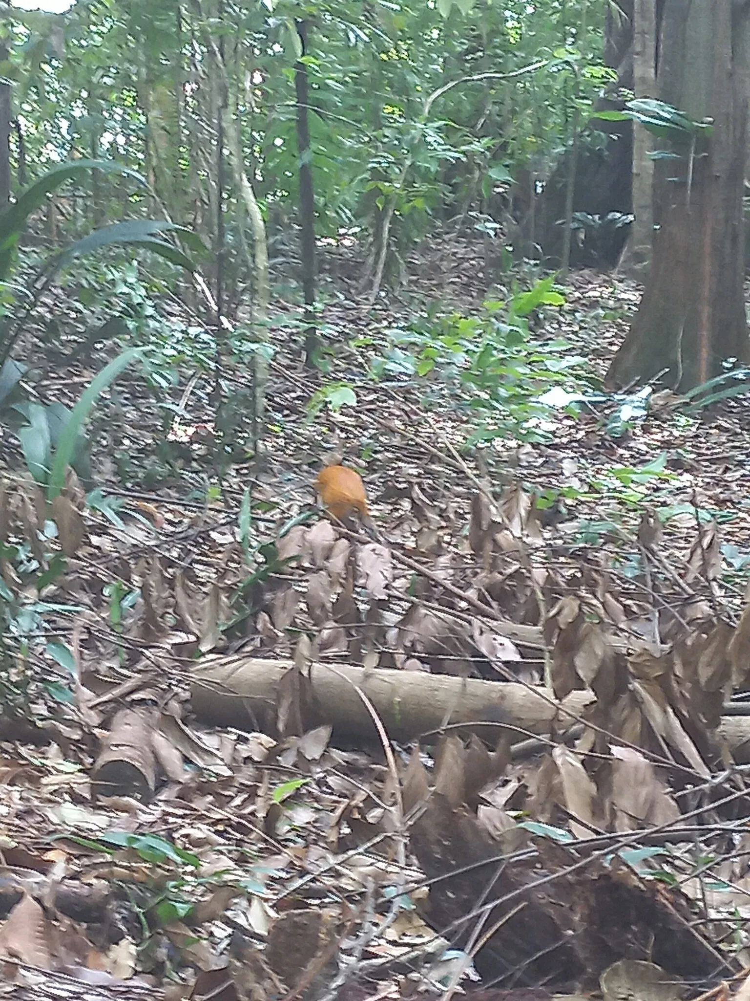 Bosque Rodrigues Alves