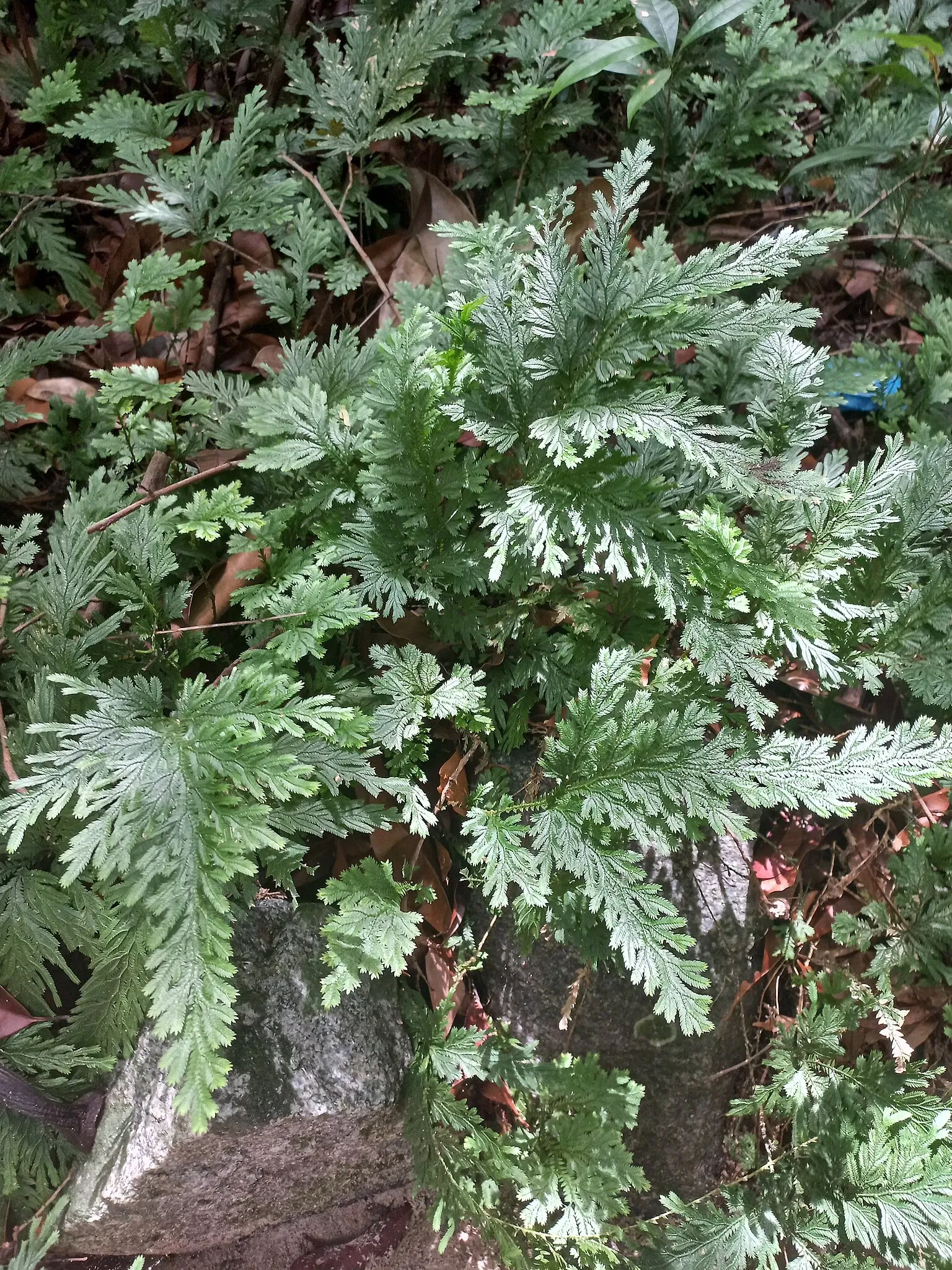 Bosque Rodrigues Alves