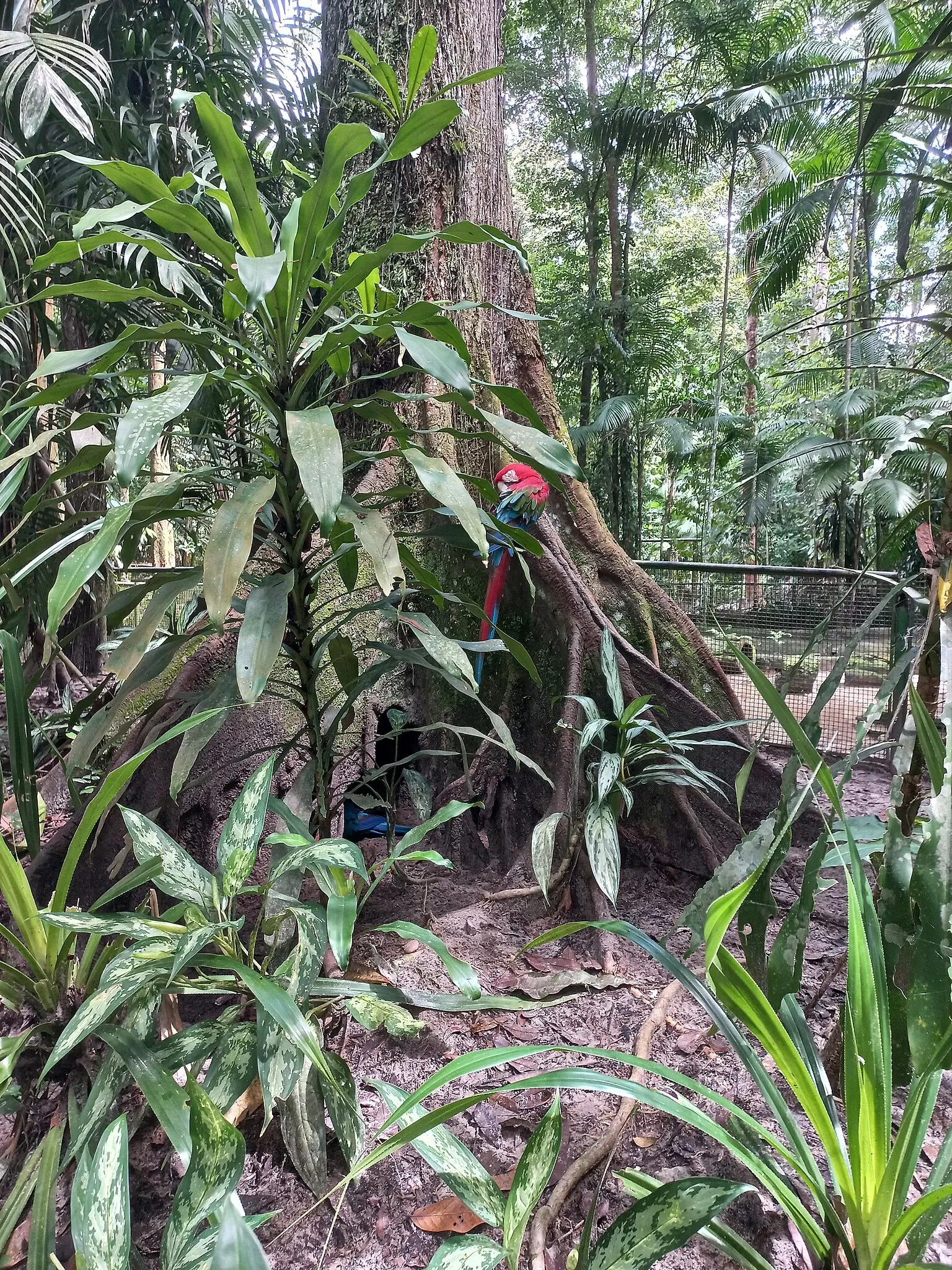 Bosque Rodrigues Alves