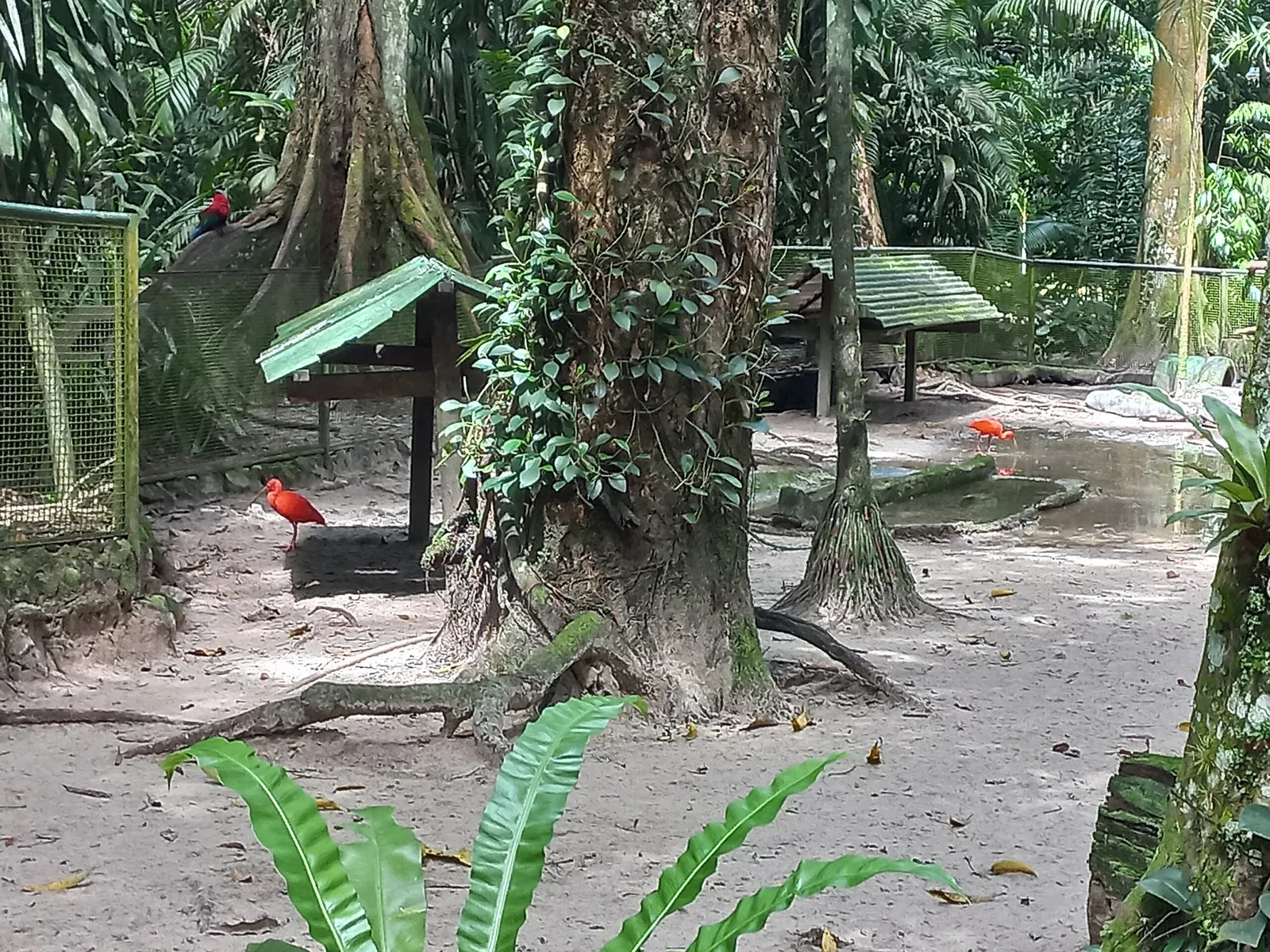 Bosque Rodrigues Alves