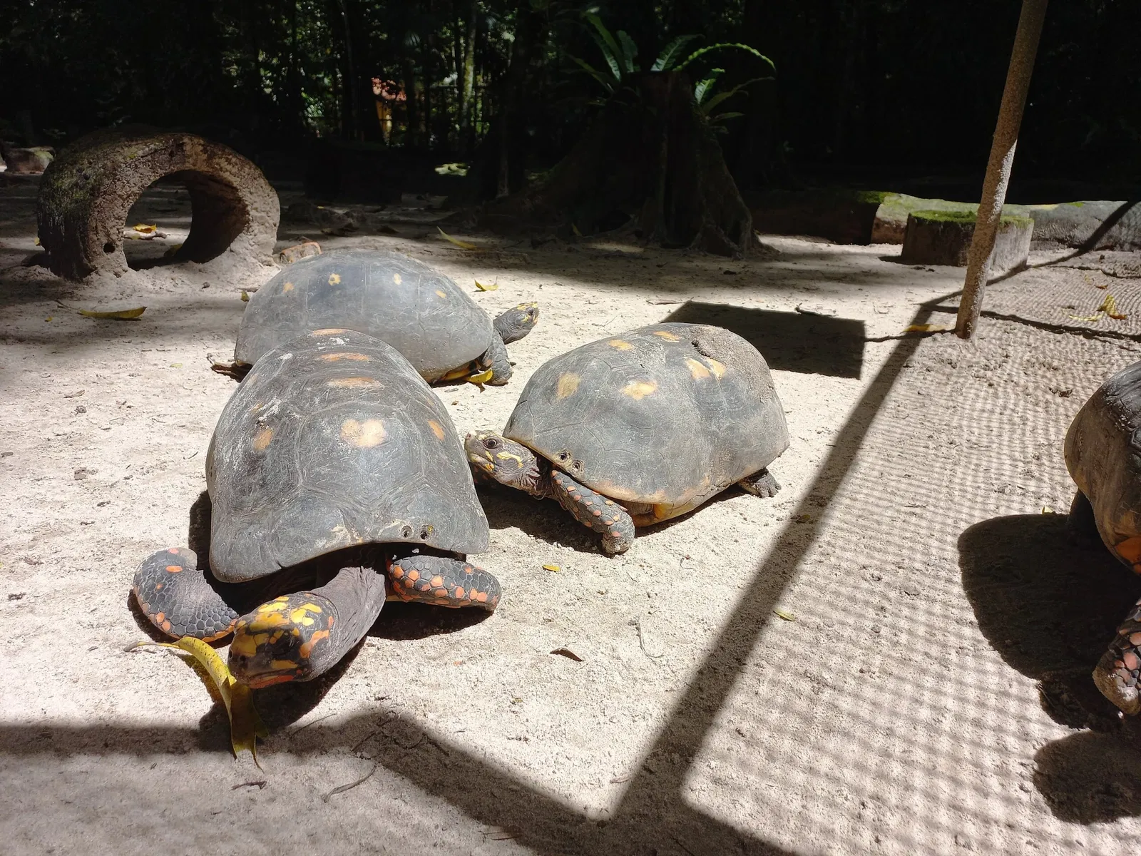 Bosque Rodrigues Alves