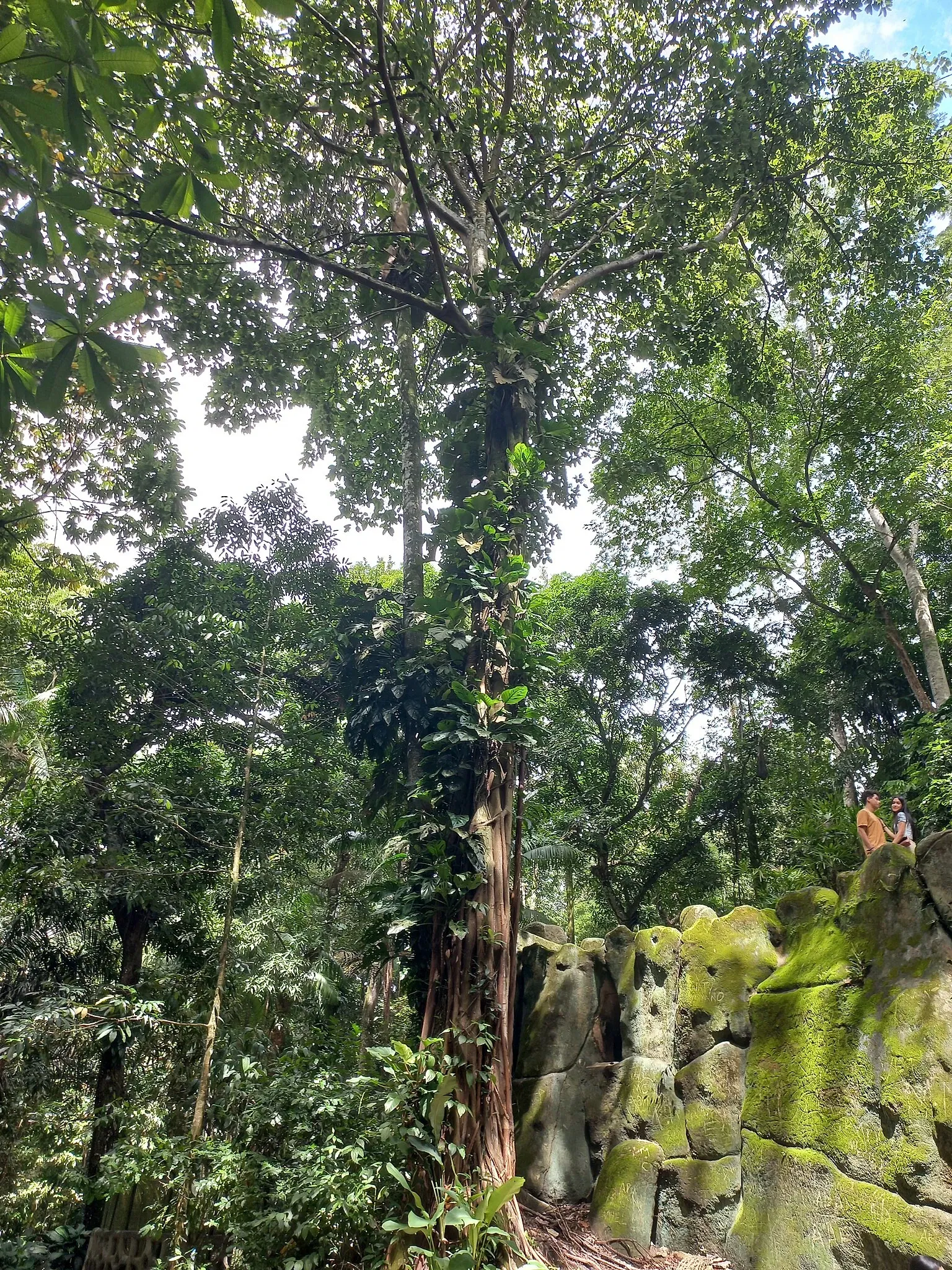 Bosque Rodrigues Alves