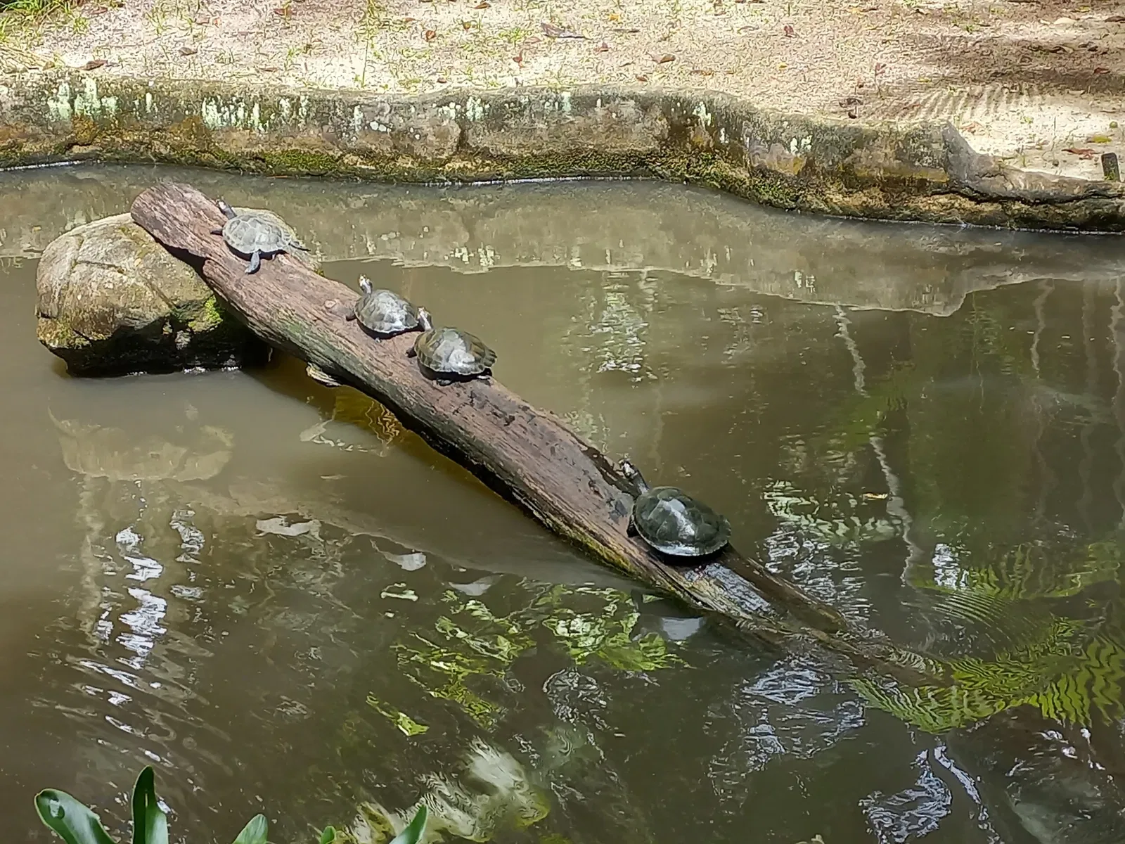 Bosque Rodrigues Alves