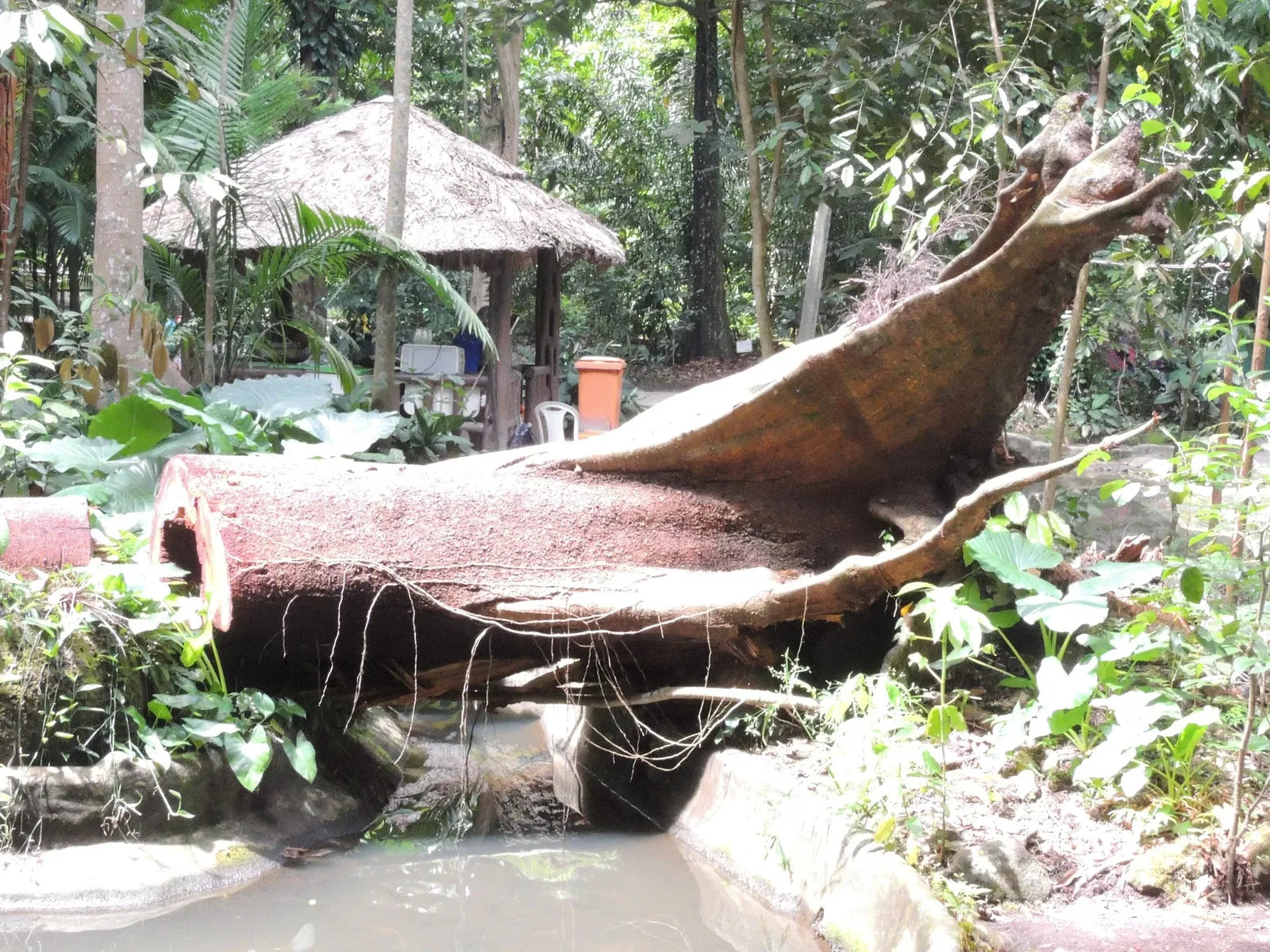 Bosque Rodrigues Alves