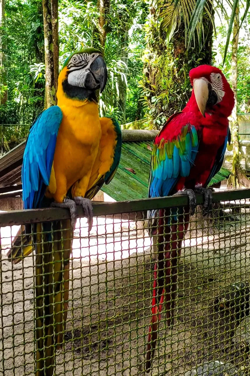 Bosque Rodrigues Alves