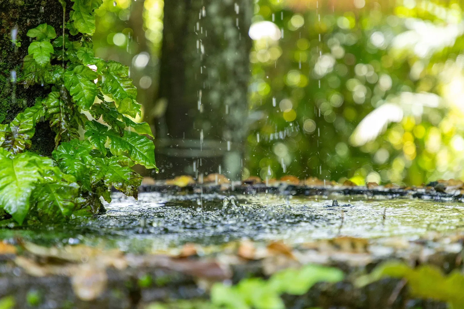 Musée du Pará Emílio-Goeldi