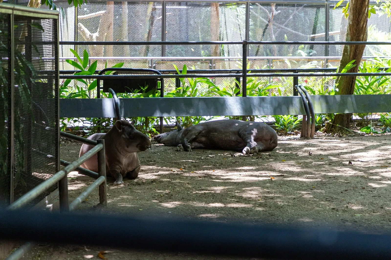 Musée du Pará Emílio-Goeldi