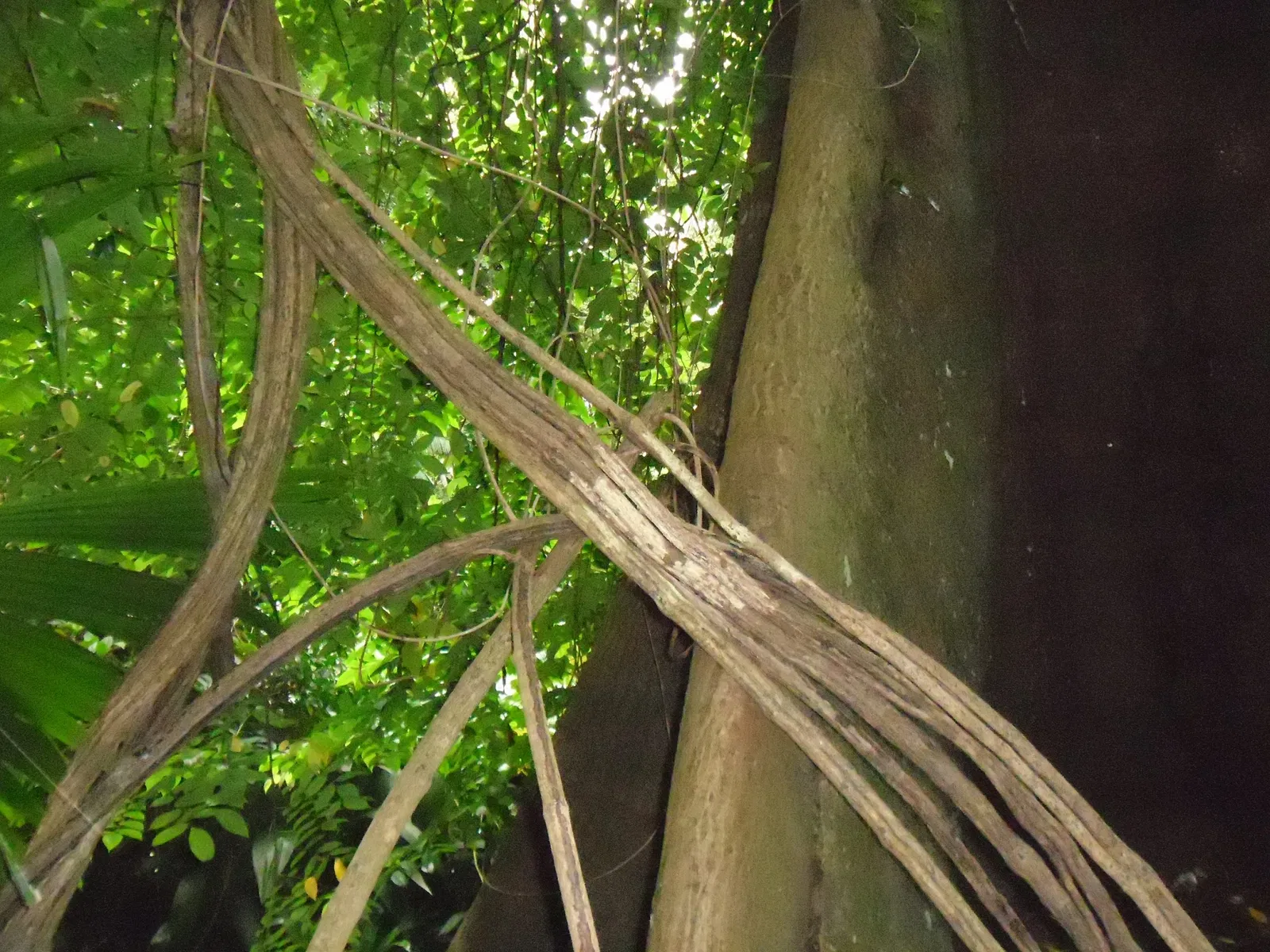 Musée du Pará Emílio-Goeldi