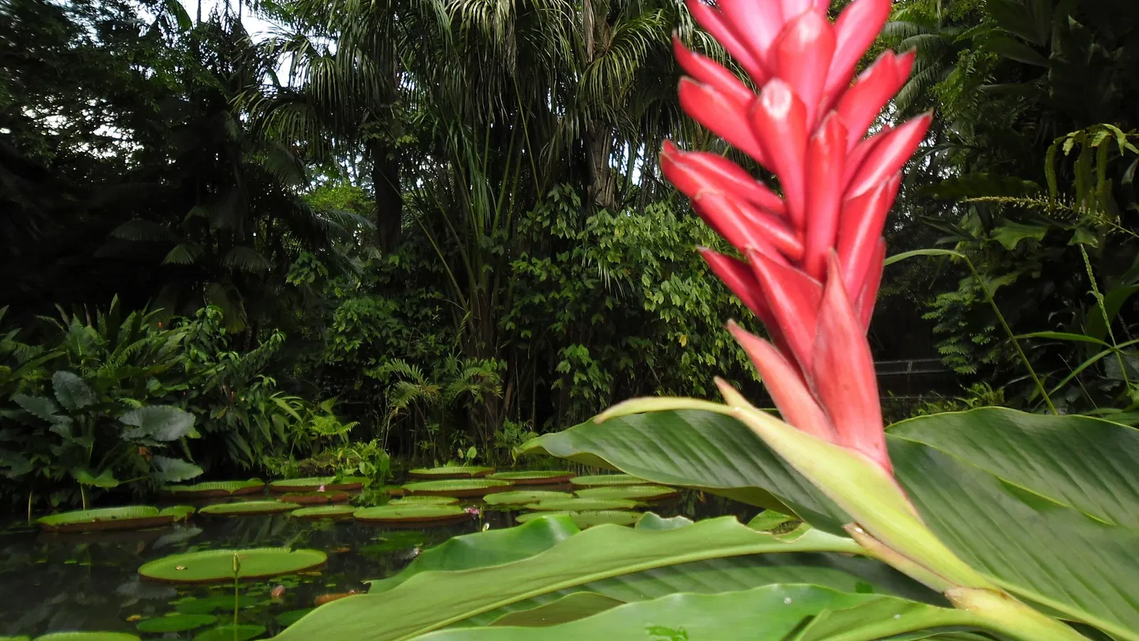 Musée du Pará Emílio-Goeldi