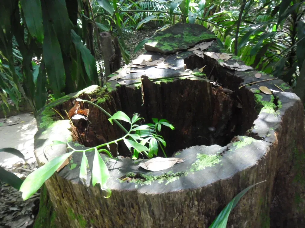 Musée du Pará Emílio-Goeldi