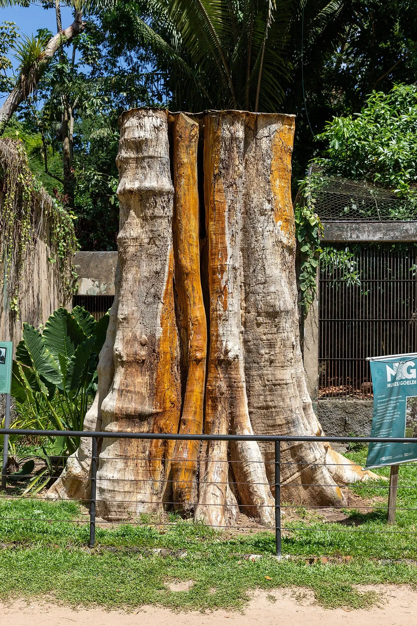 Musée du Pará Emílio-Goeldi