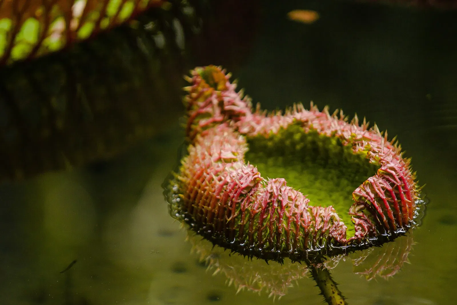 Musée du Pará Emílio-Goeldi