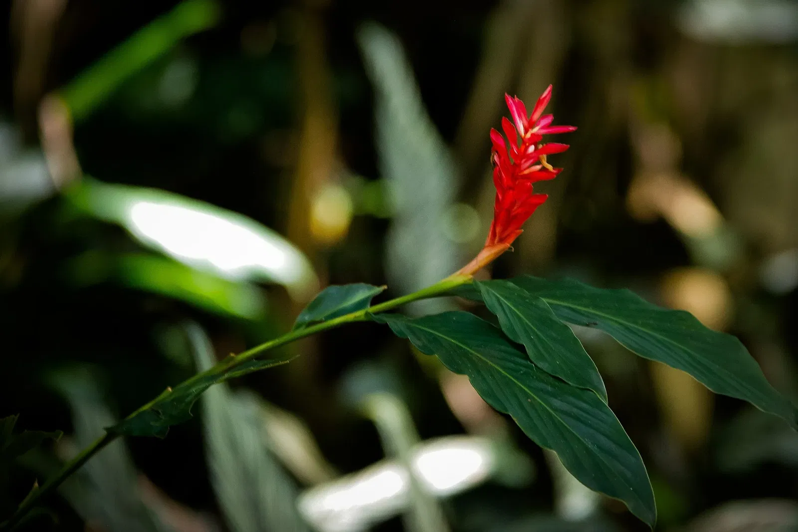 Musée du Pará Emílio-Goeldi