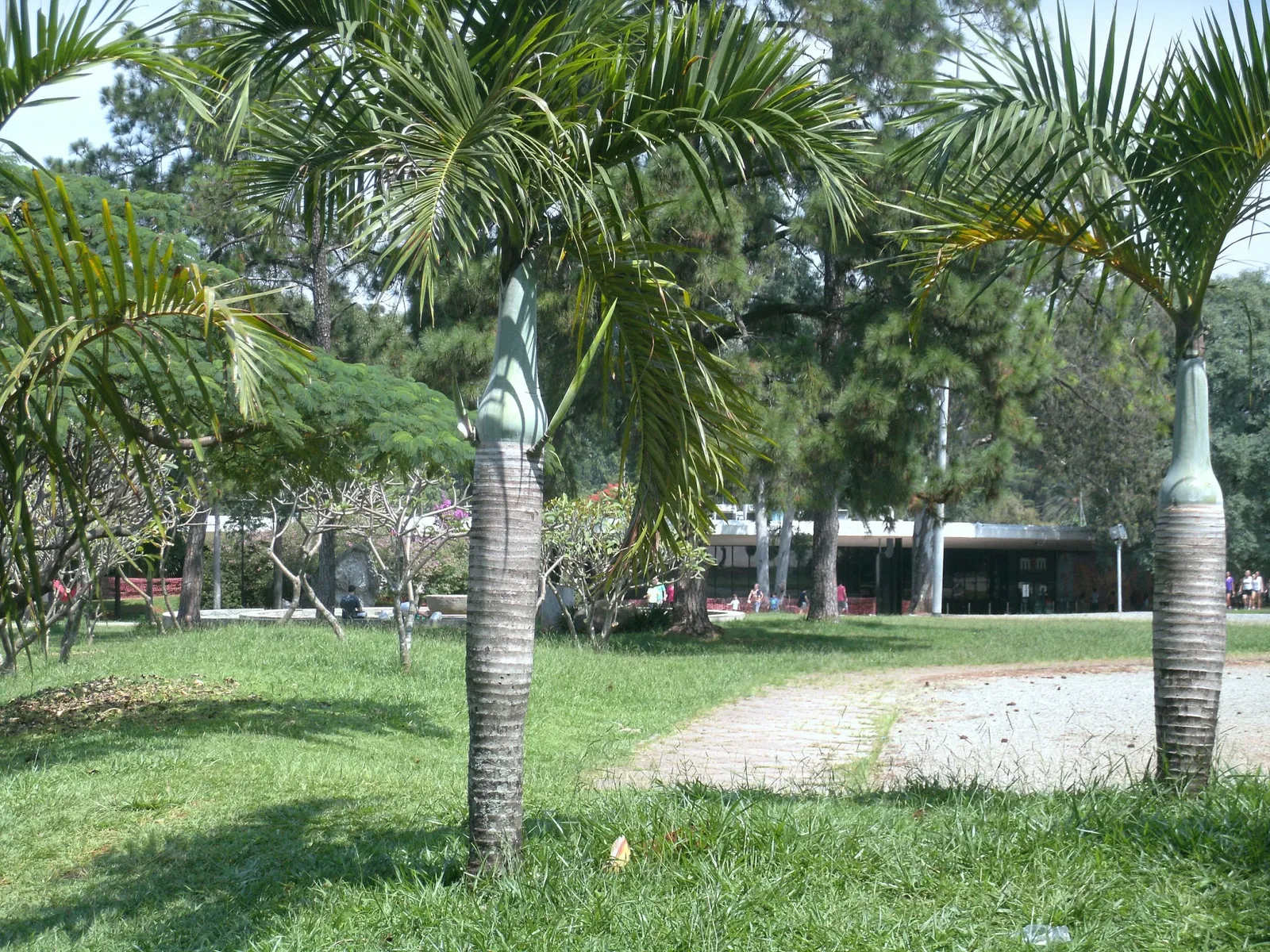 Musée d'Art moderne de São Paulo