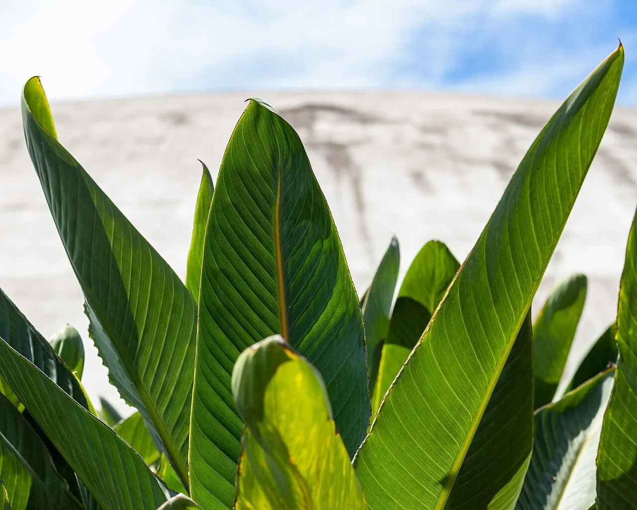 Pabellón Lucas Nogueira Garcez