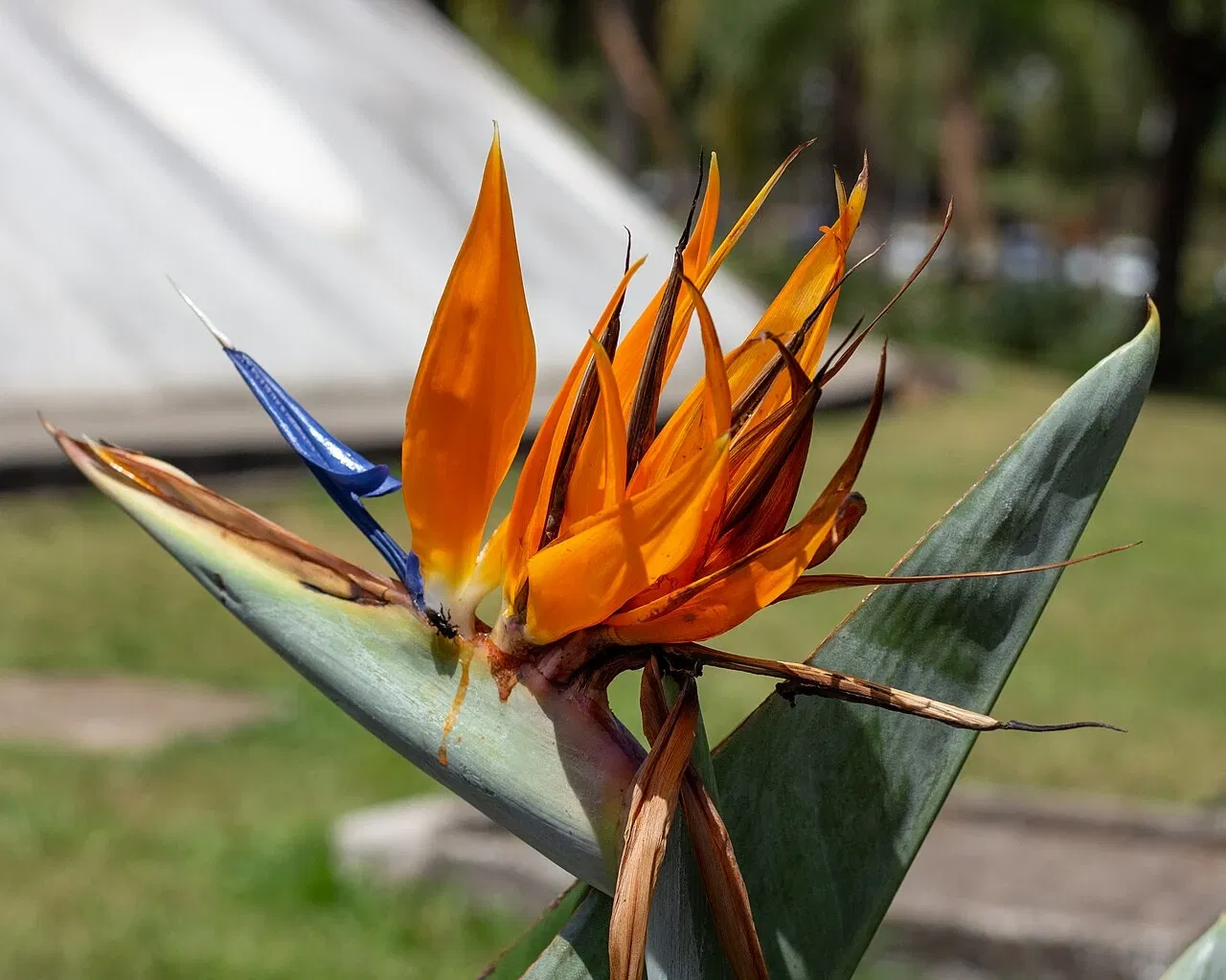 Pabellón Lucas Nogueira Garcez