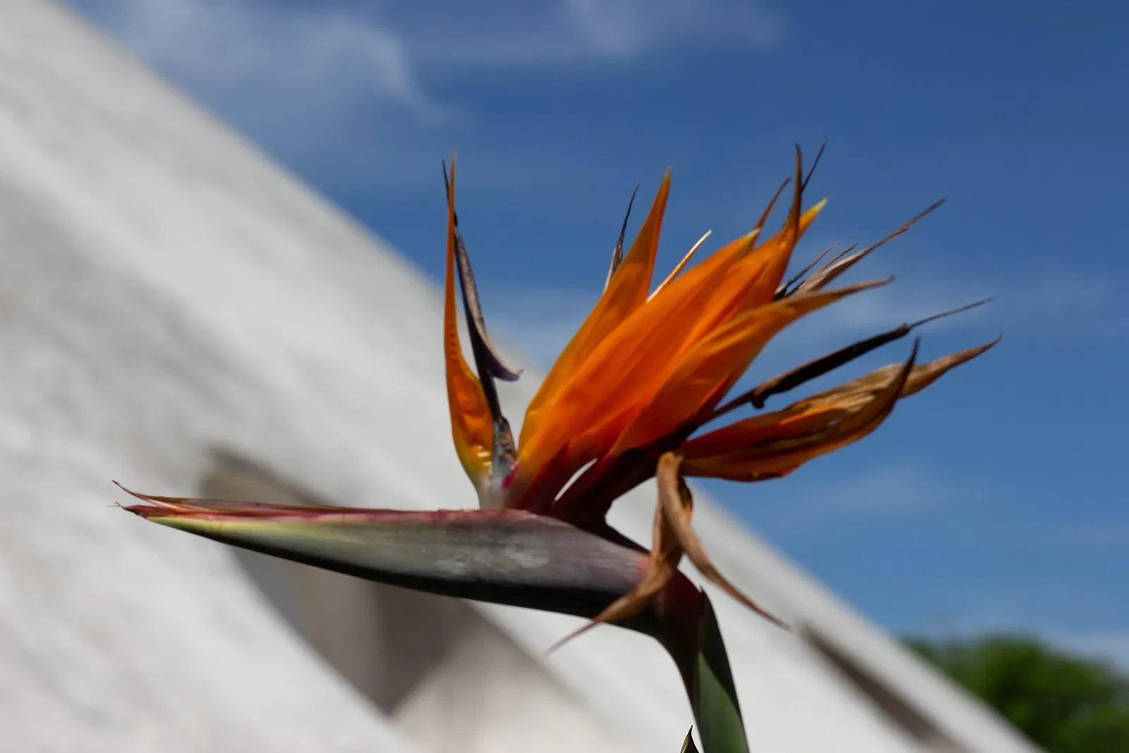 Pabellón Lucas Nogueira Garcez