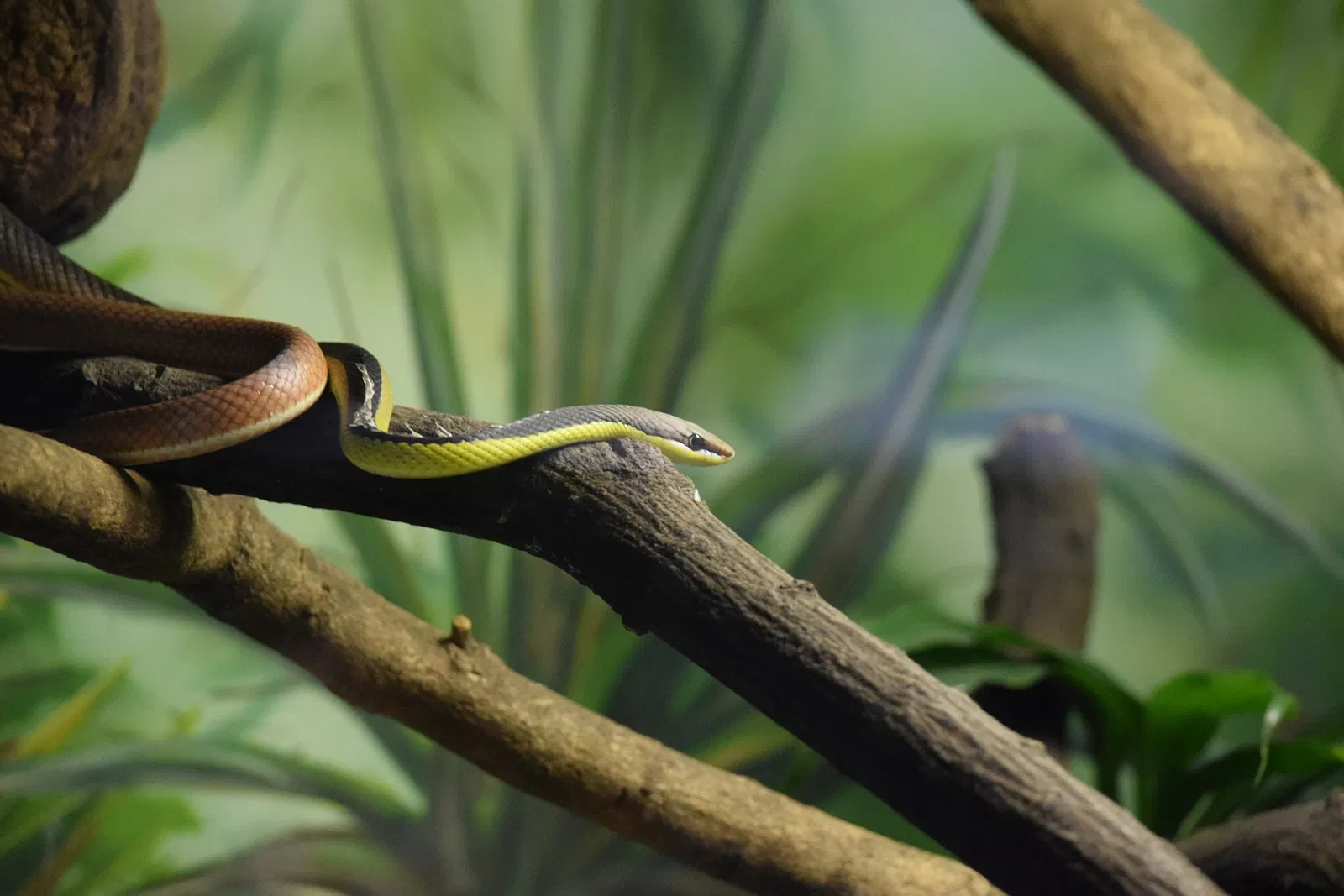 Museu Biológico Instituto Butantan