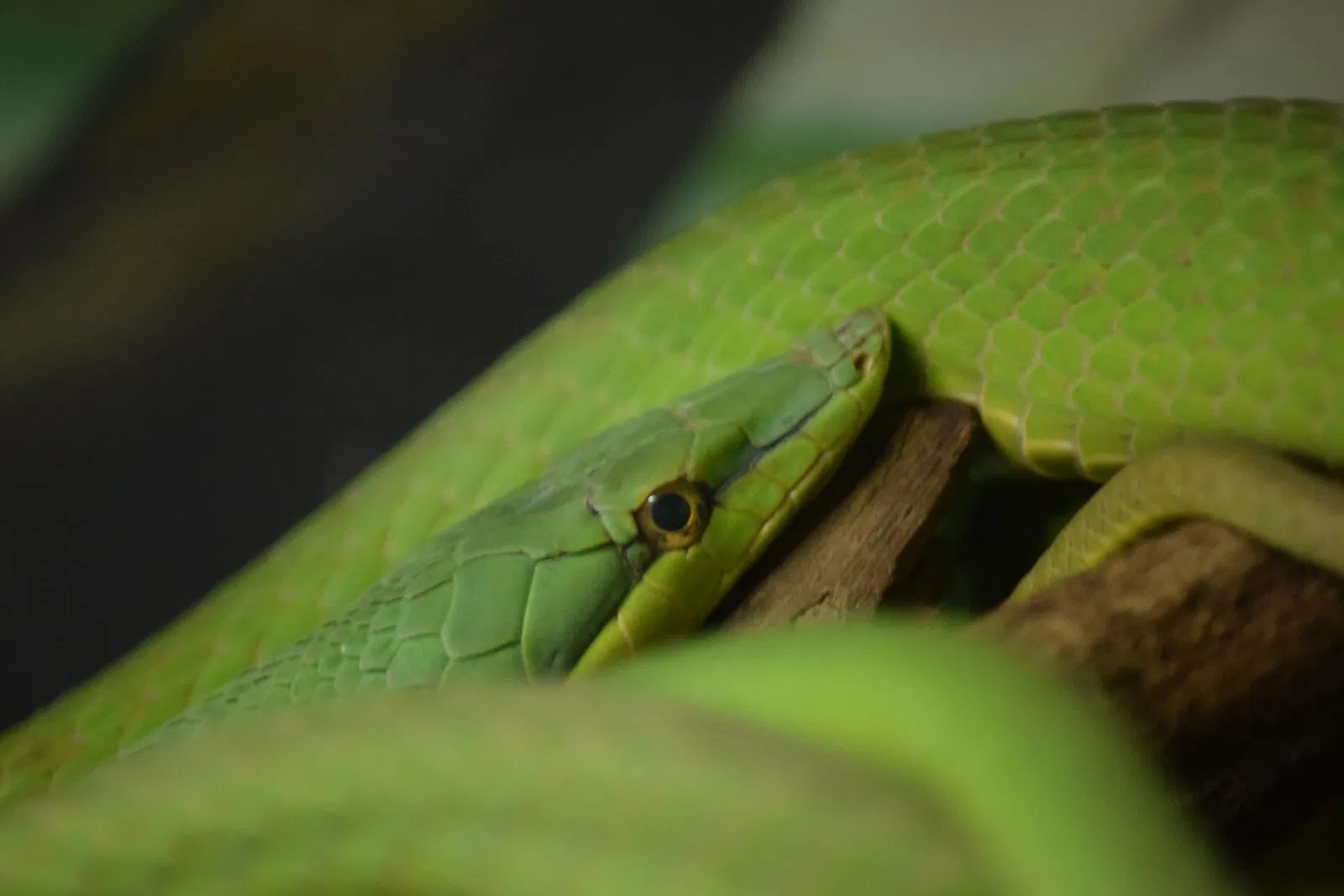 Museu Biológico Instituto Butantan