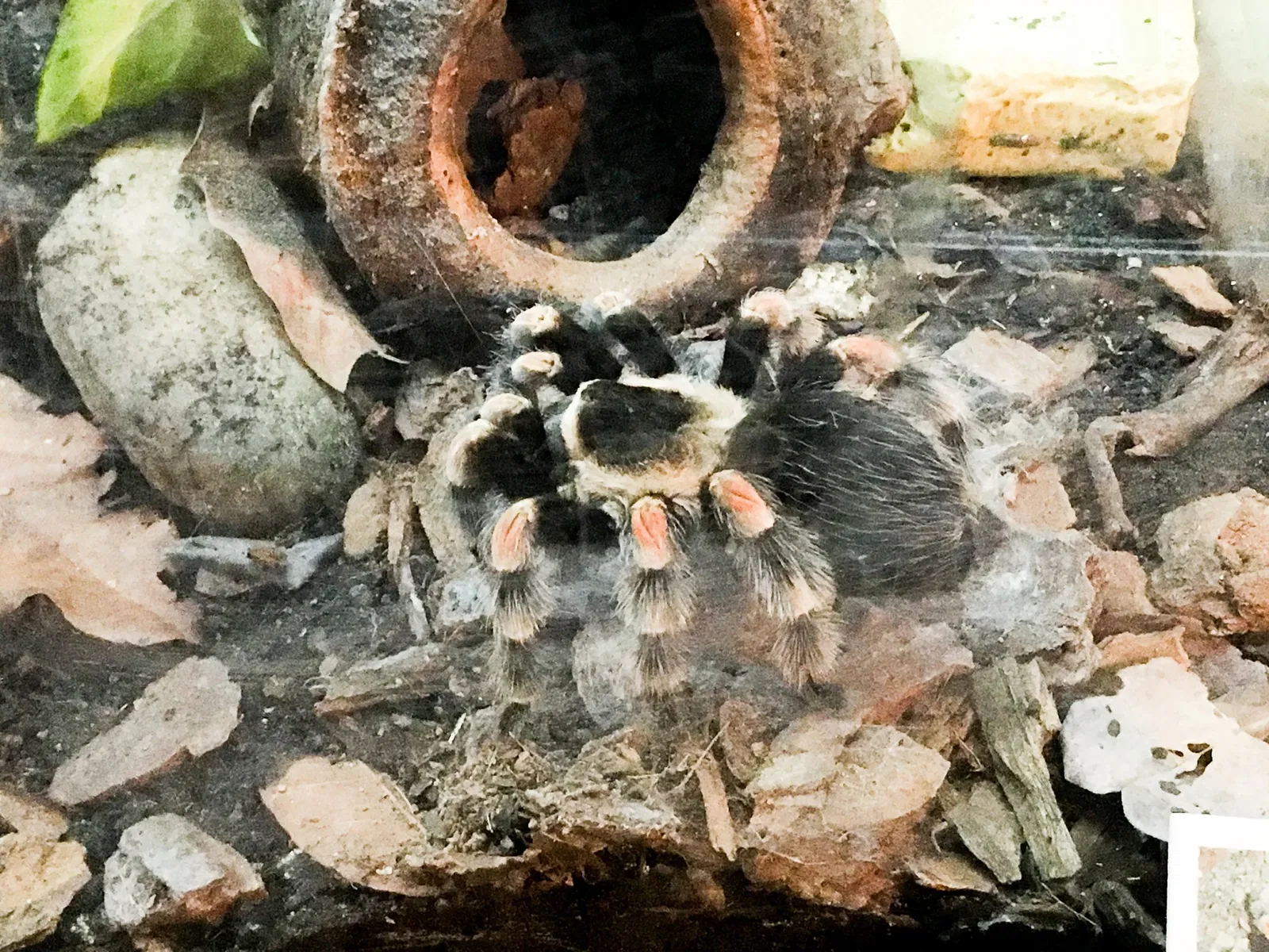 Museu Biológico Instituto Butantan