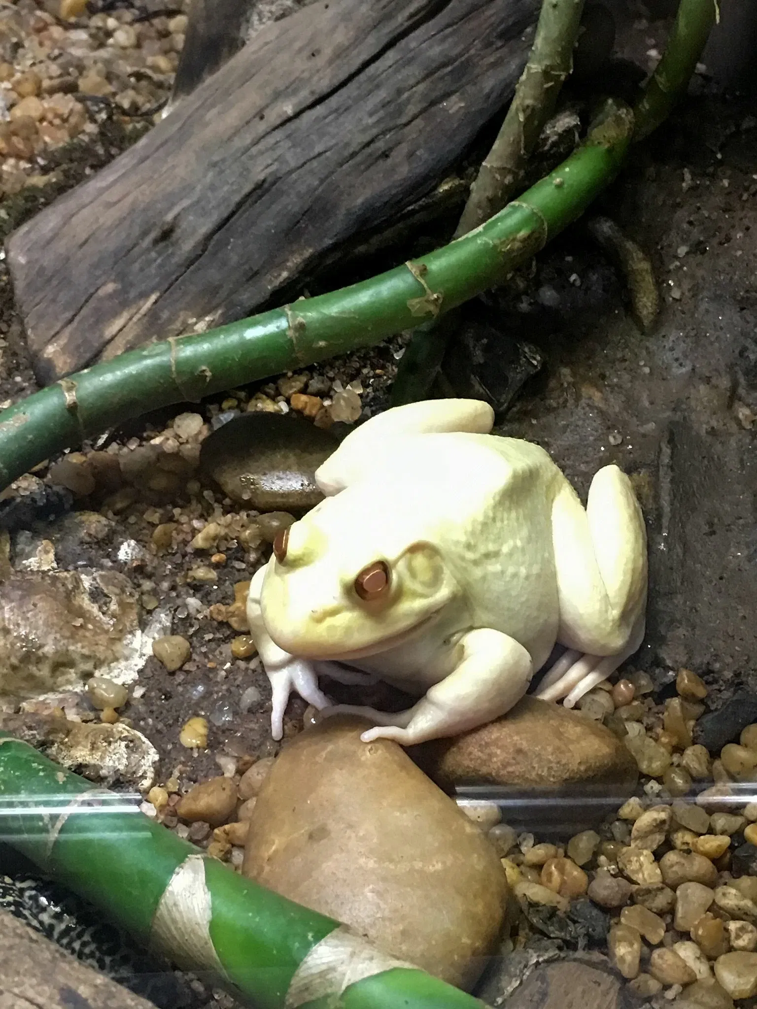 Museu Biológico Instituto Butantan