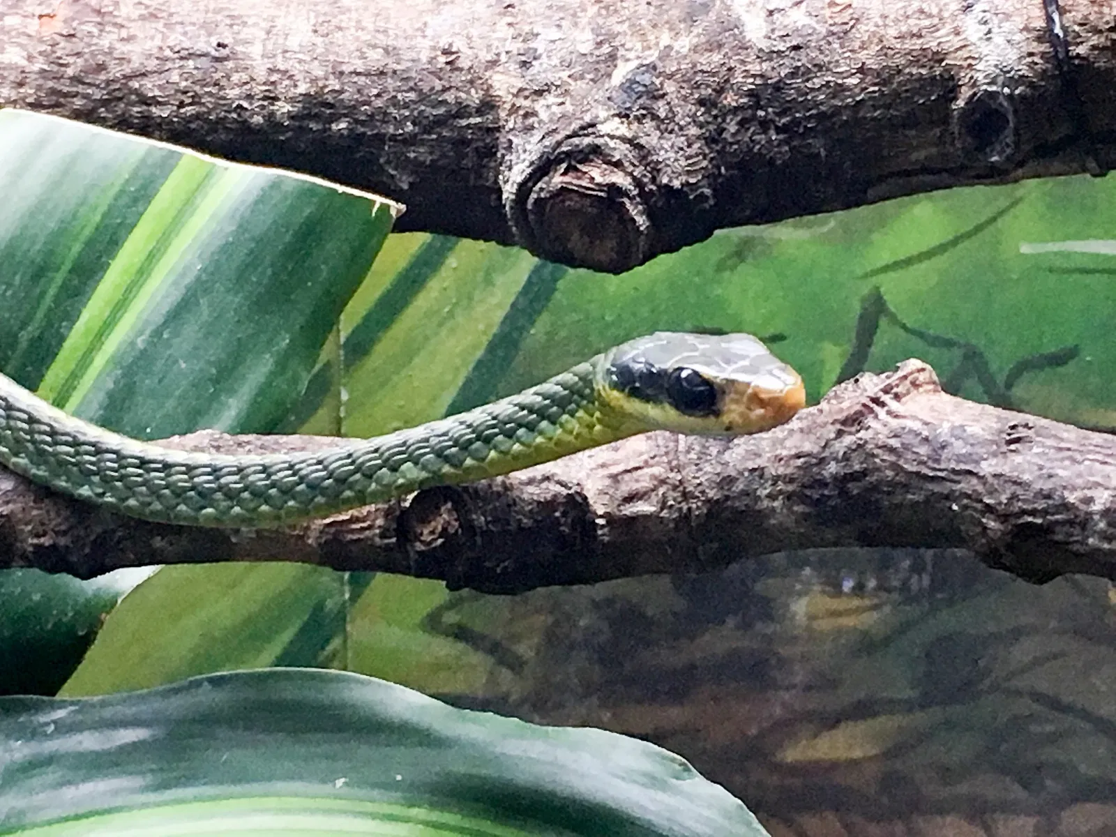 Museu Biológico Instituto Butantan